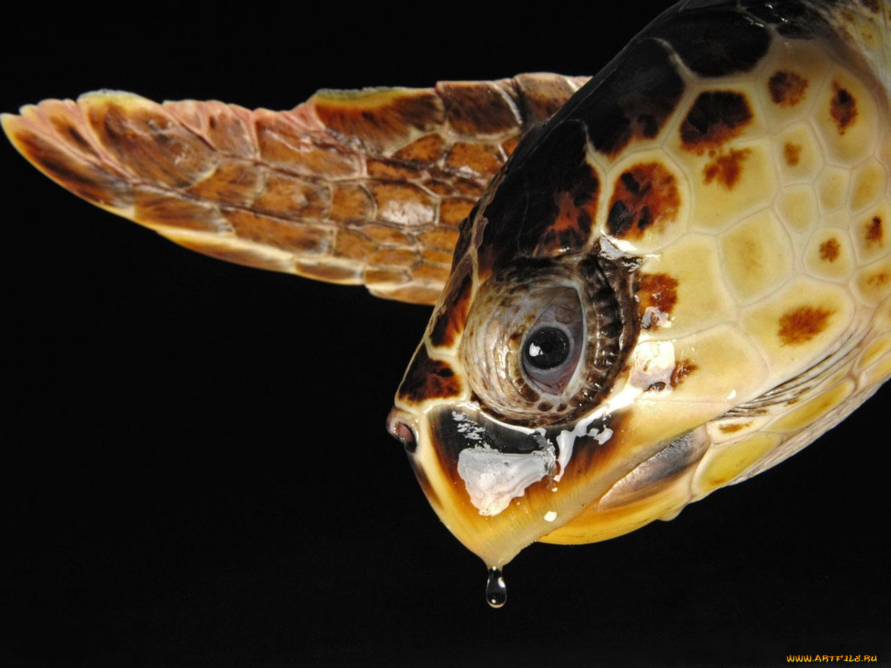 животные, Черепахи