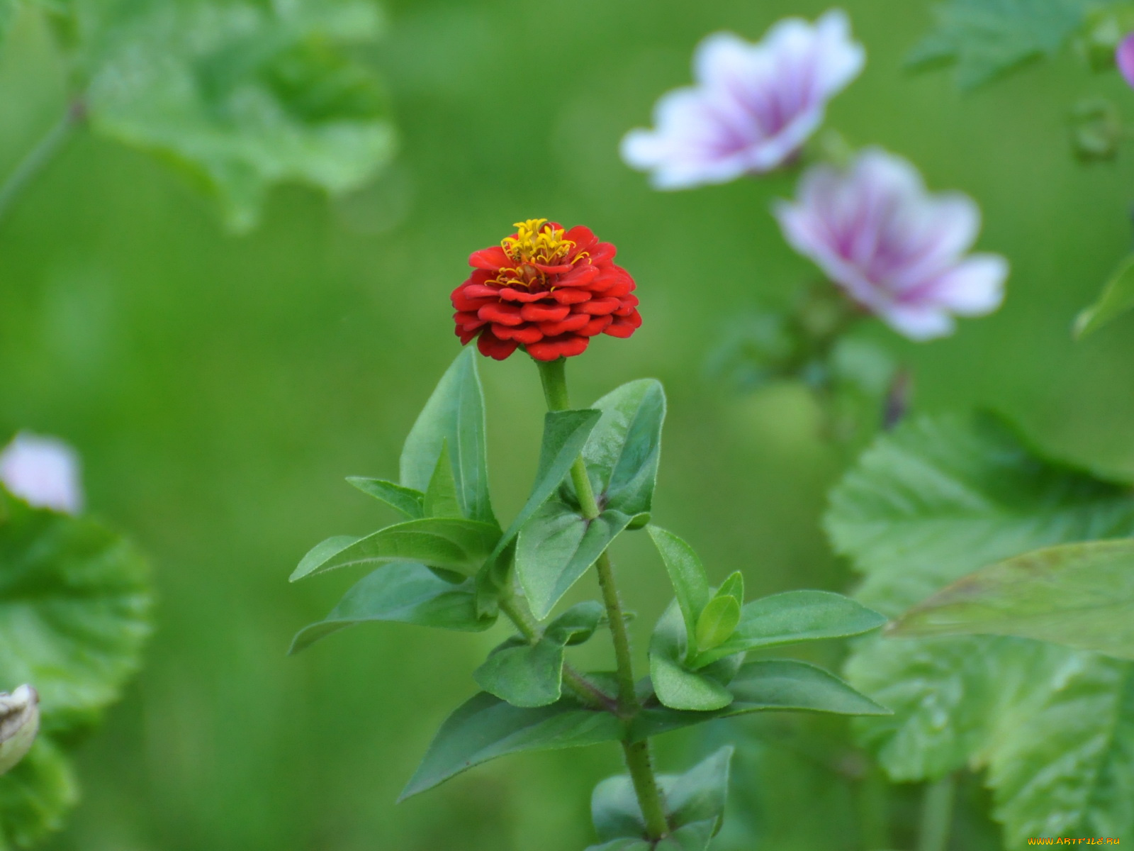 цветы, цинния