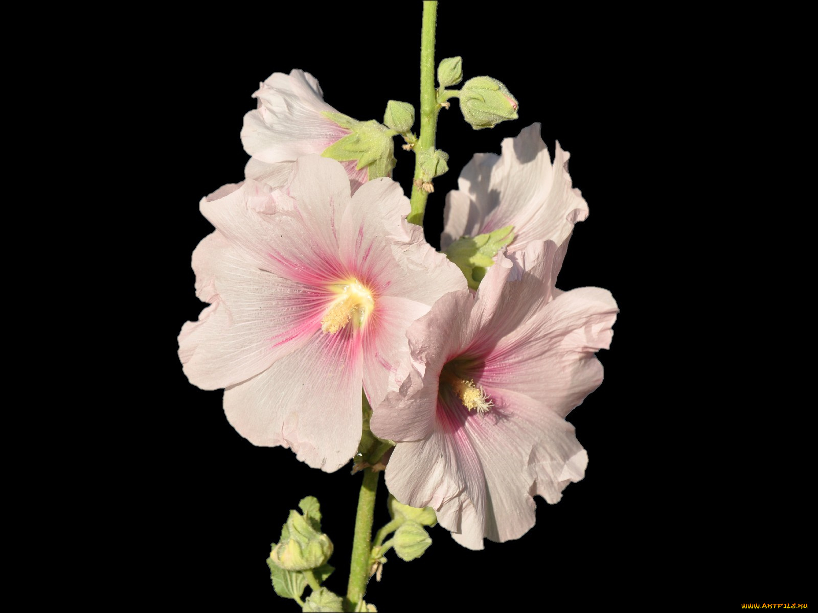 цветы, мальвы