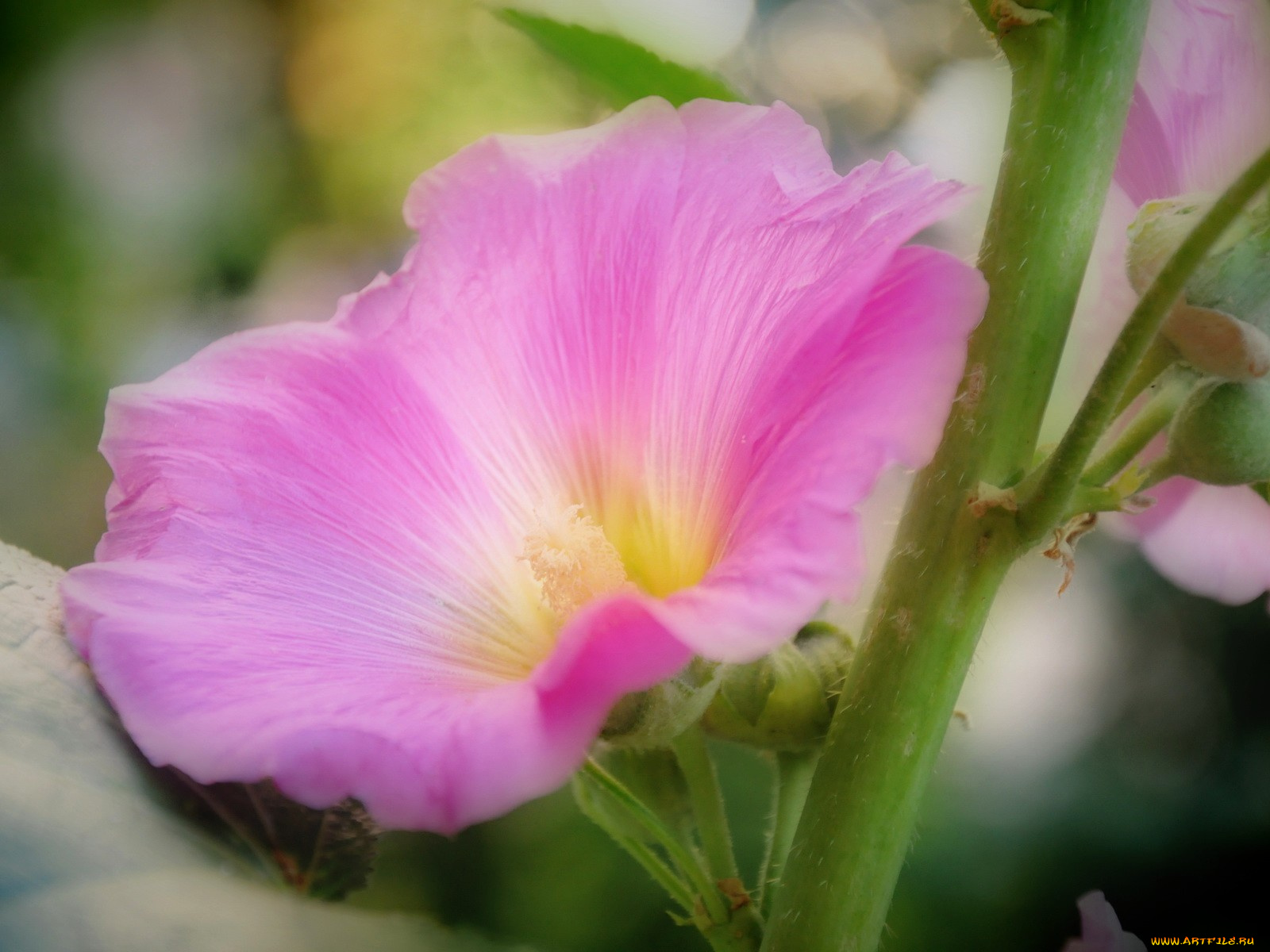 цветы, мальвы