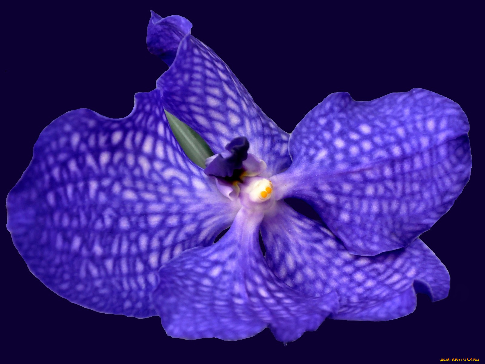 цветы, орхидеи