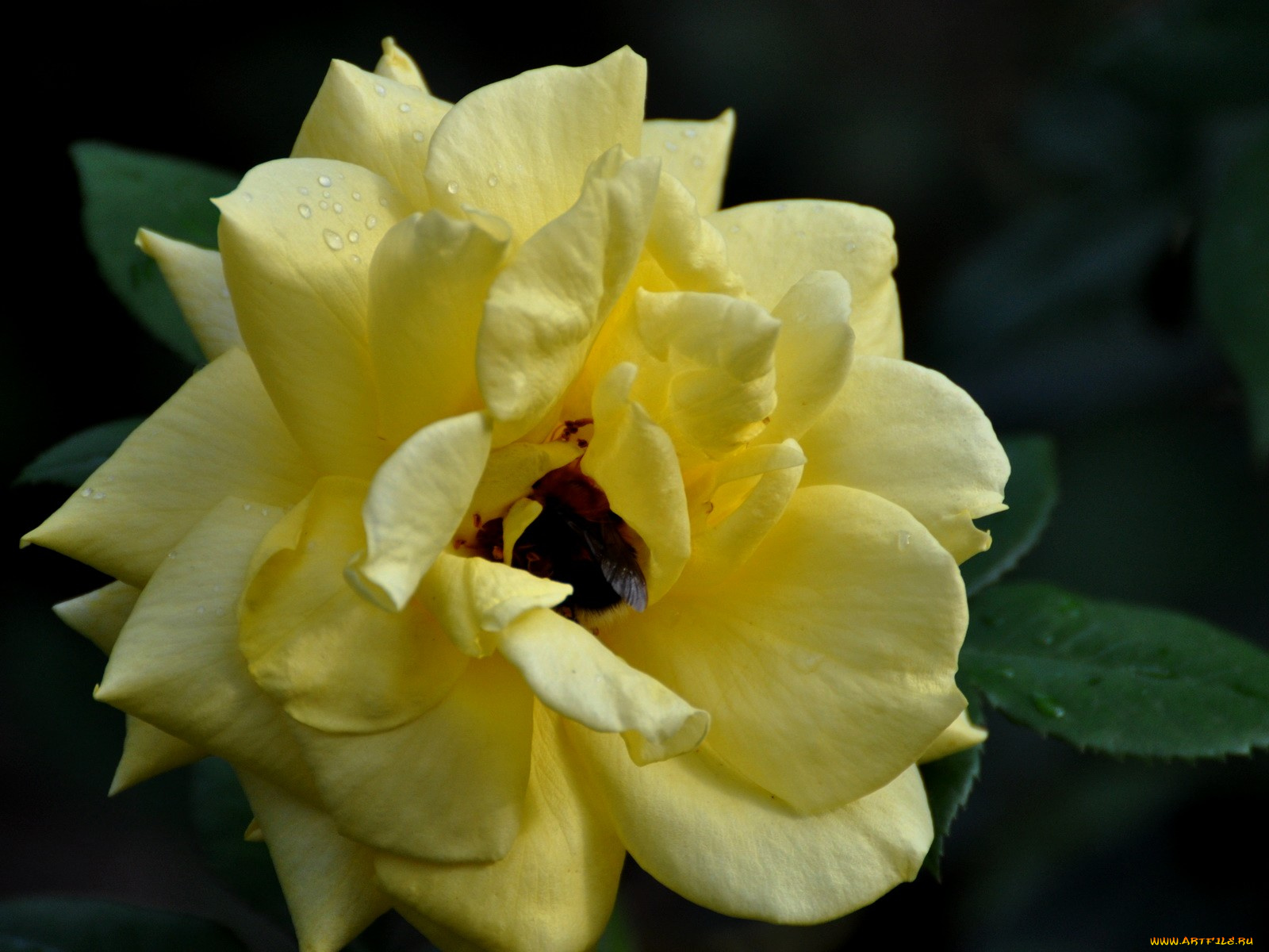 цветы, розы