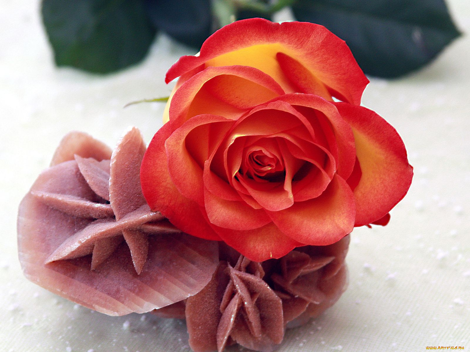 цветы, розы