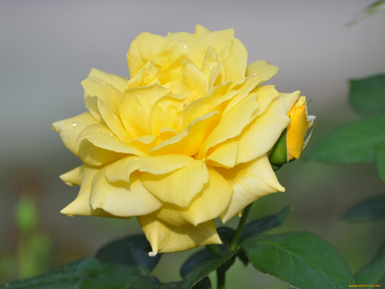 цветы, розы