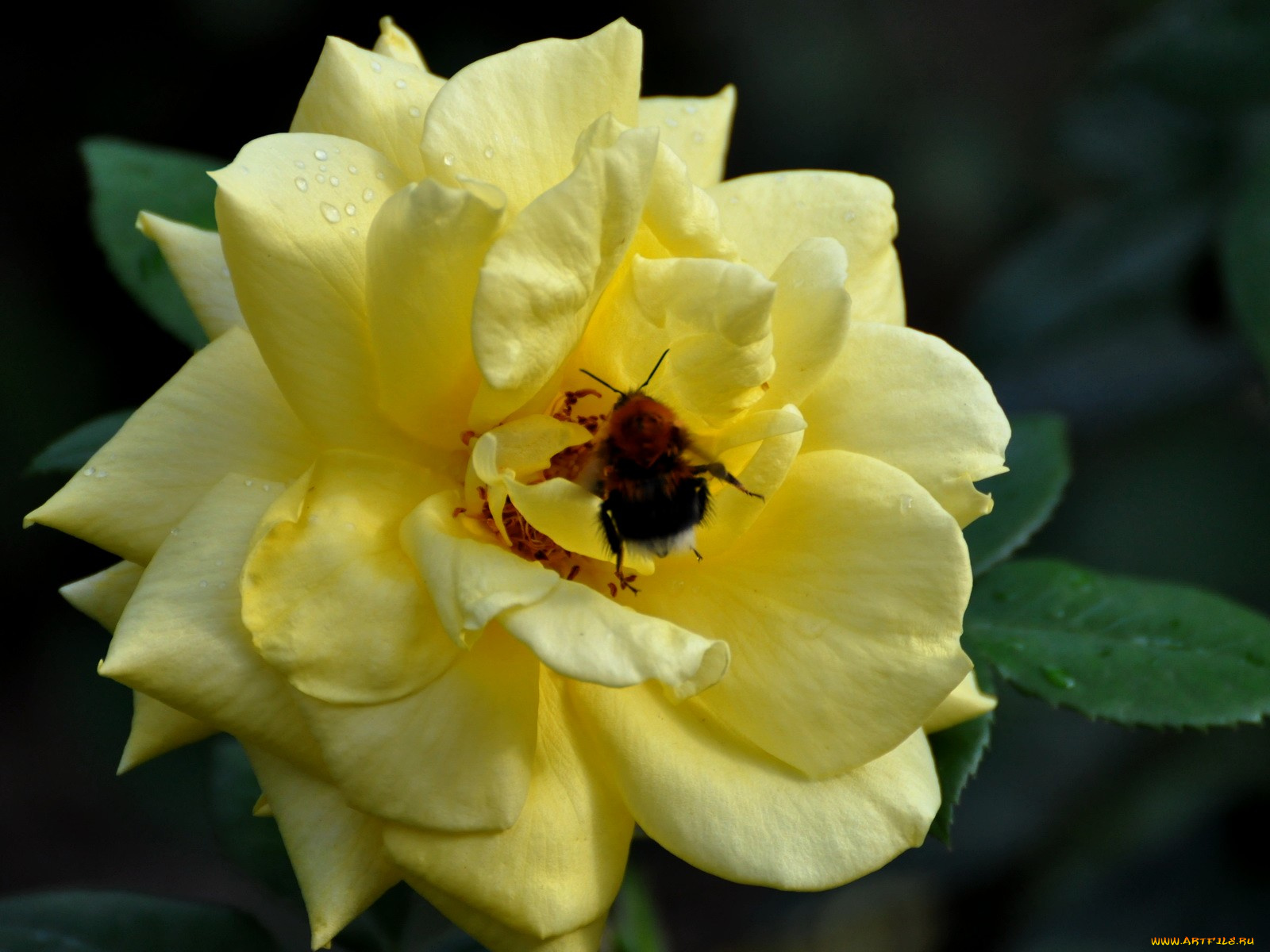 цветы, розы