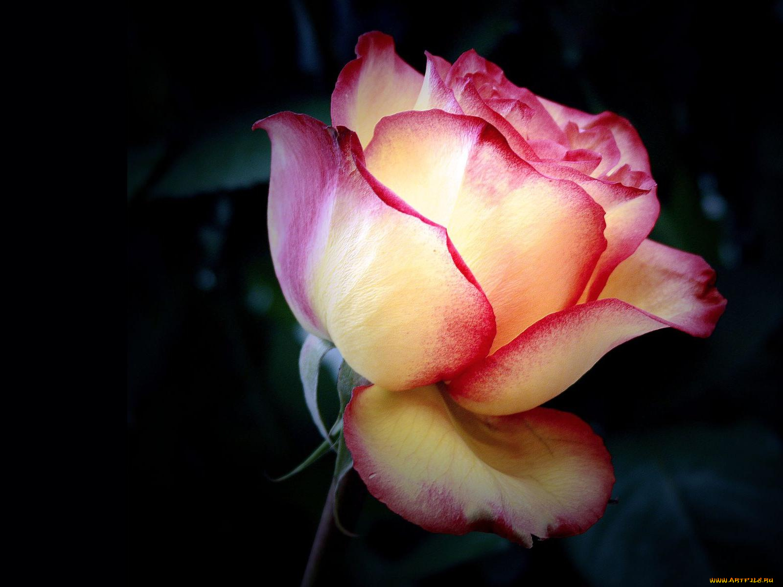 цветы, розы