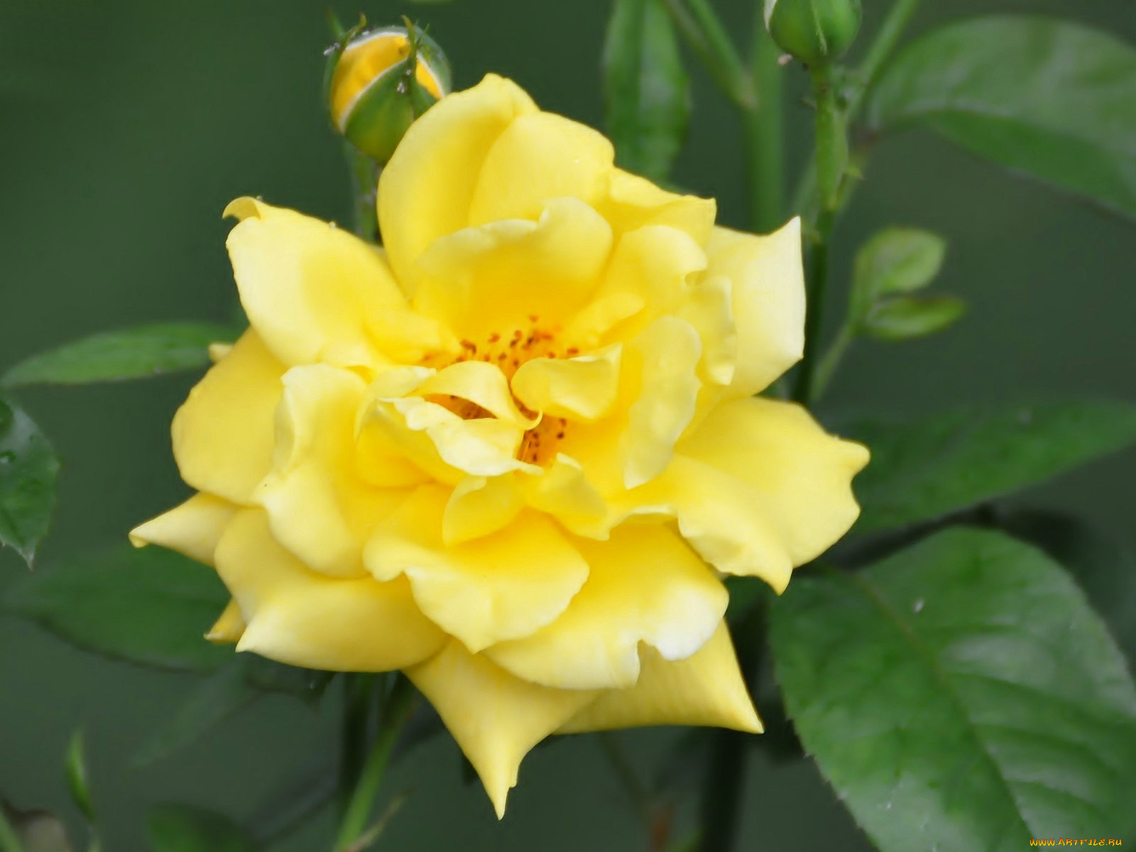 цветы, розы