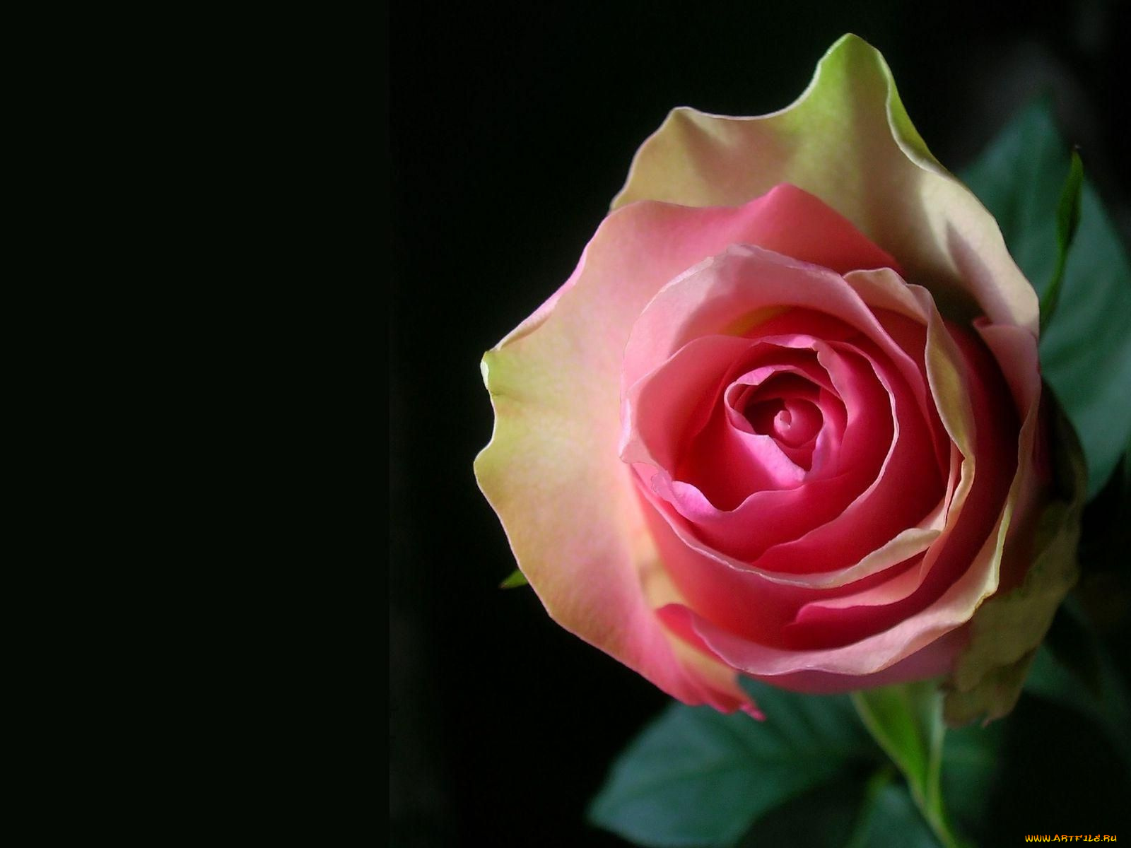 цветы, розы