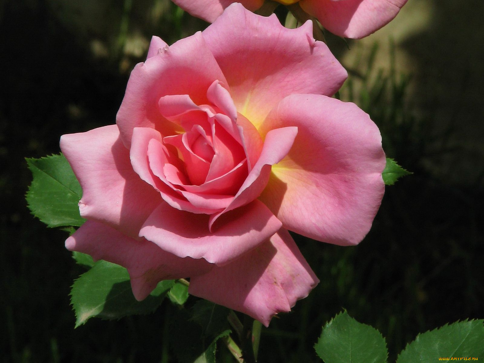 цветы, розы