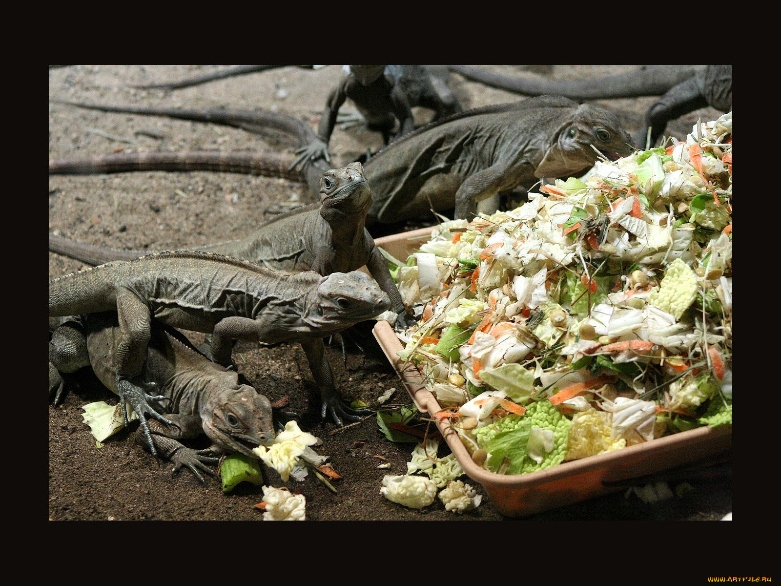 животные, Ящерицы, игуаны, вараны