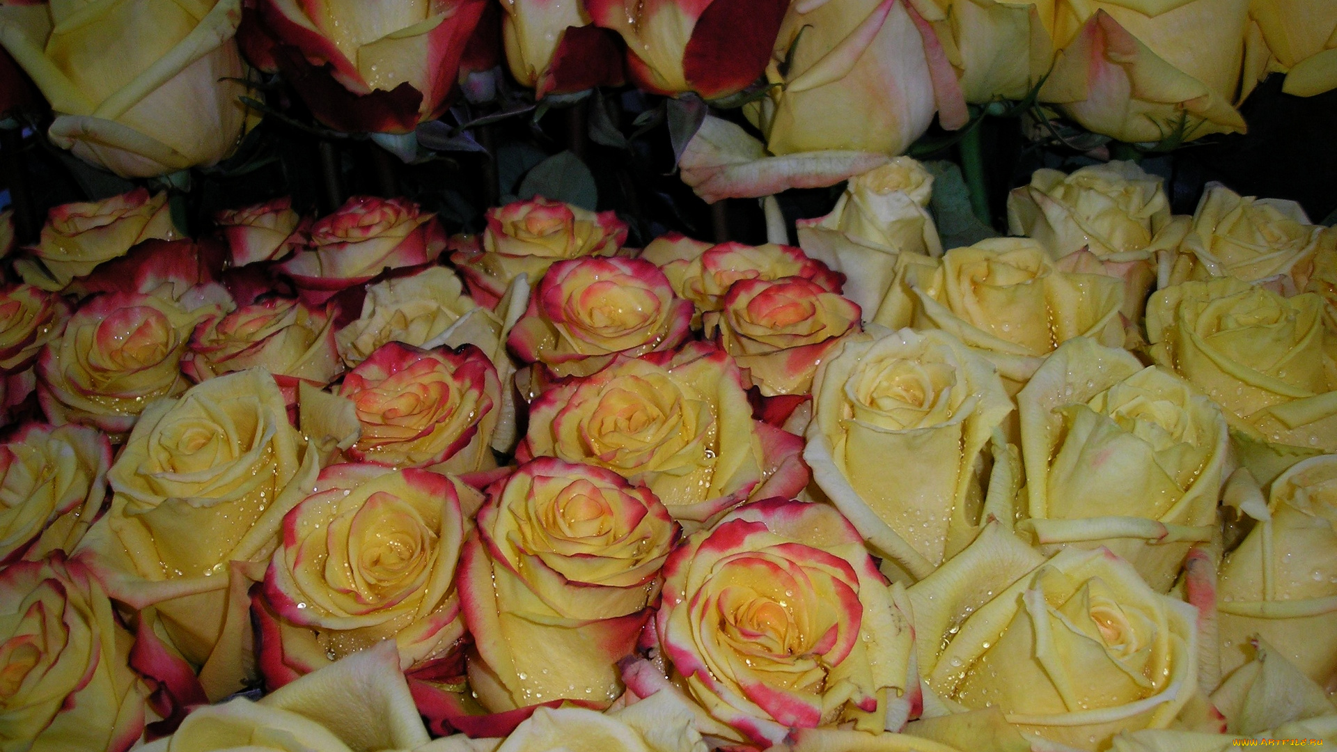 цветы, розы