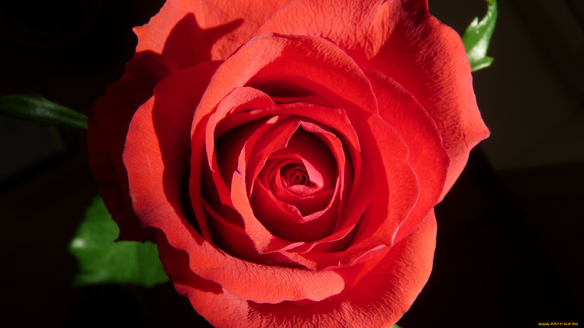 цветы, розы