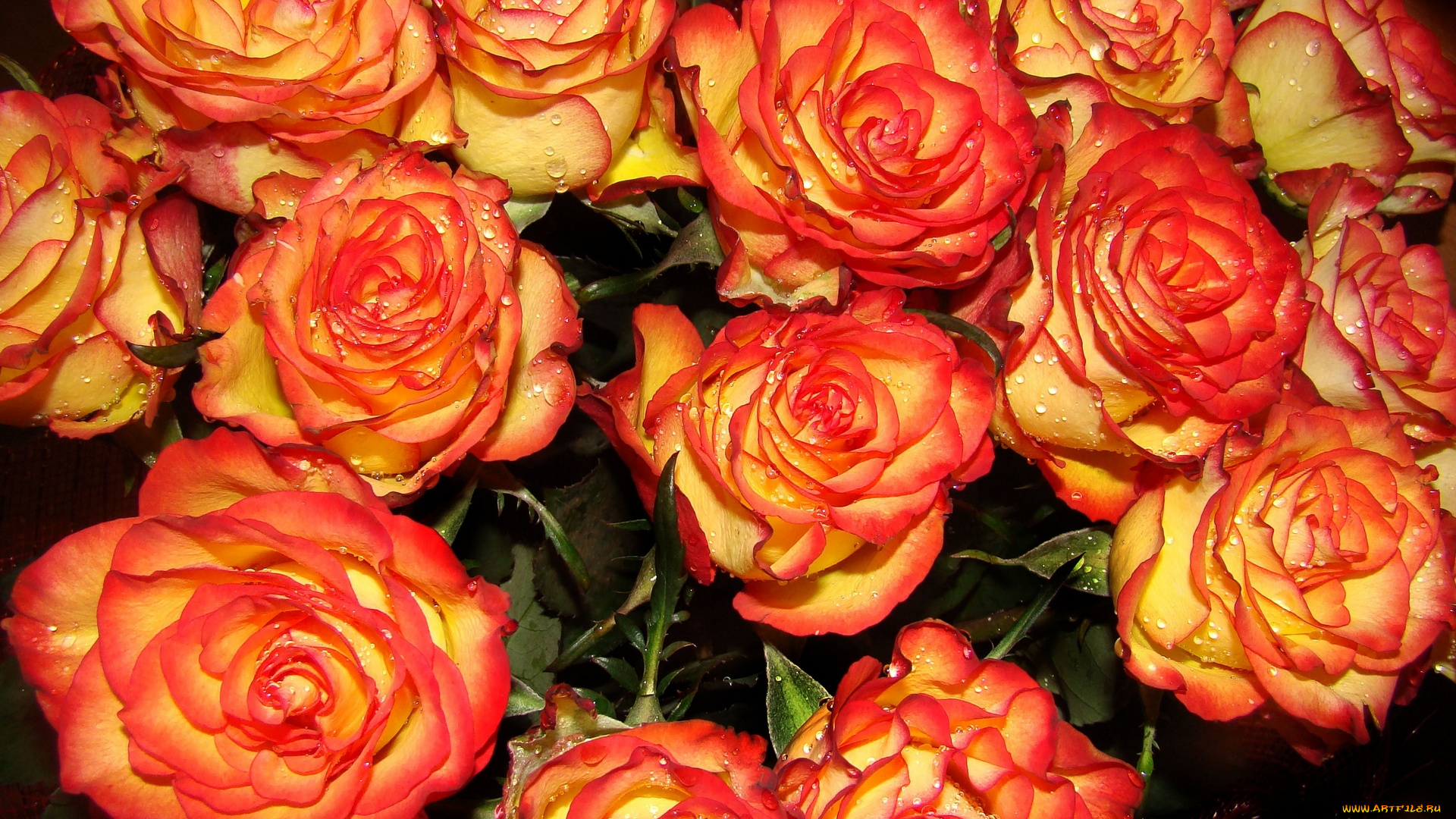 цветы, розы