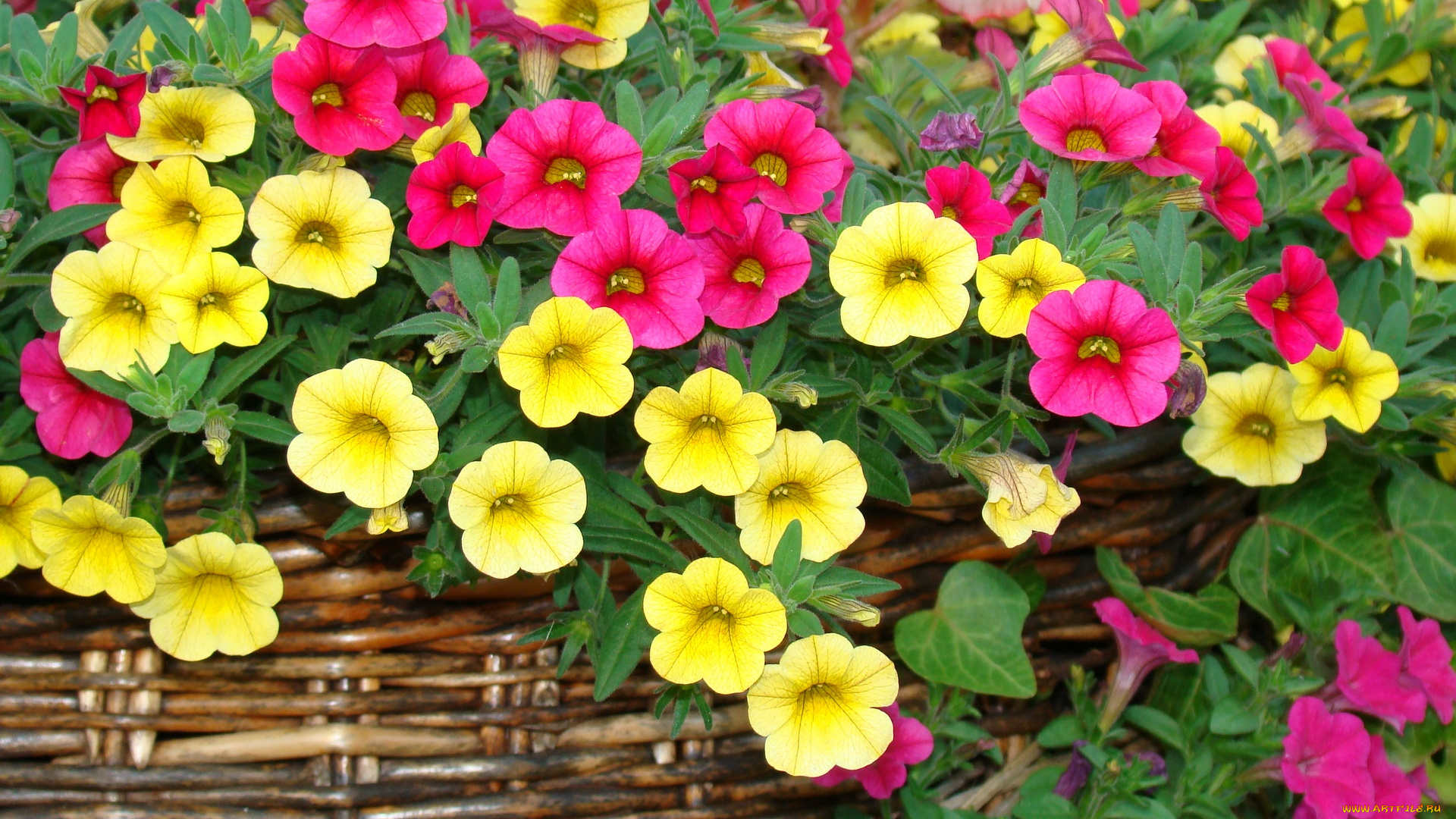 калибрахоа, цветы, петунии