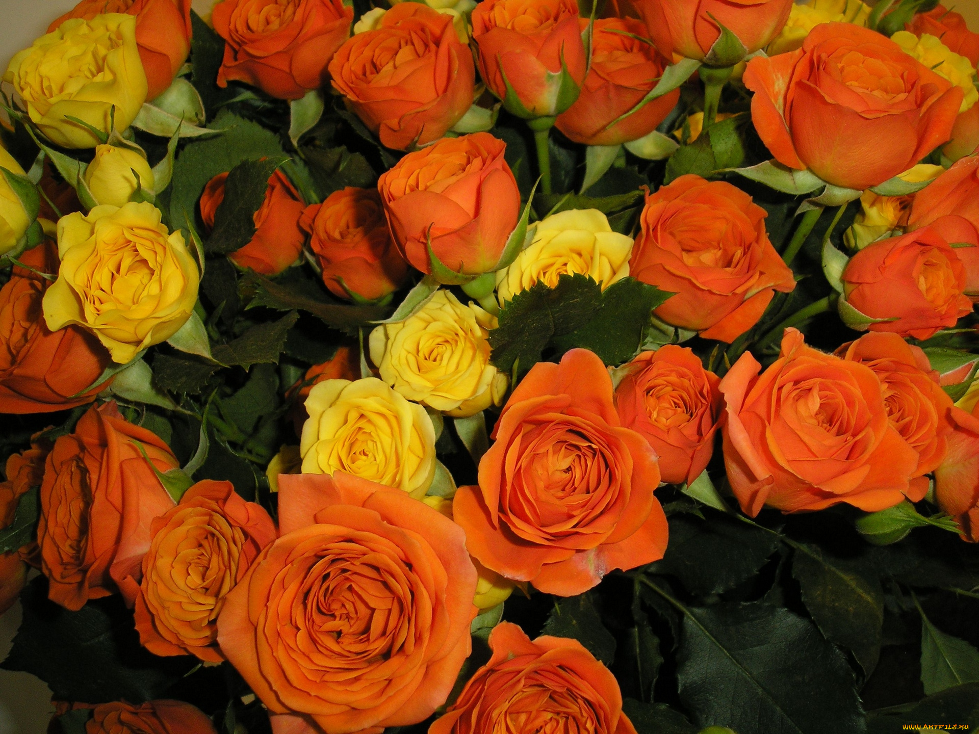 цветы, розы