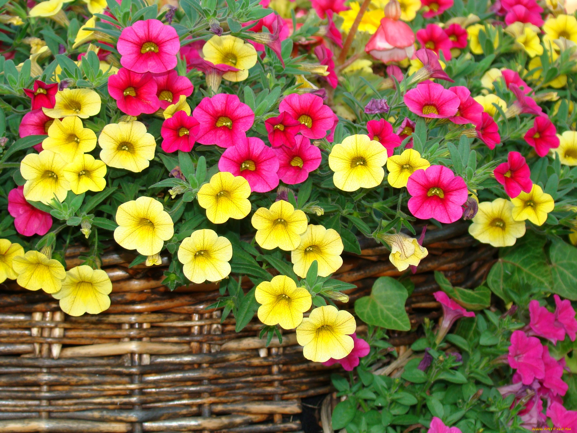 калибрахоа, цветы, петунии