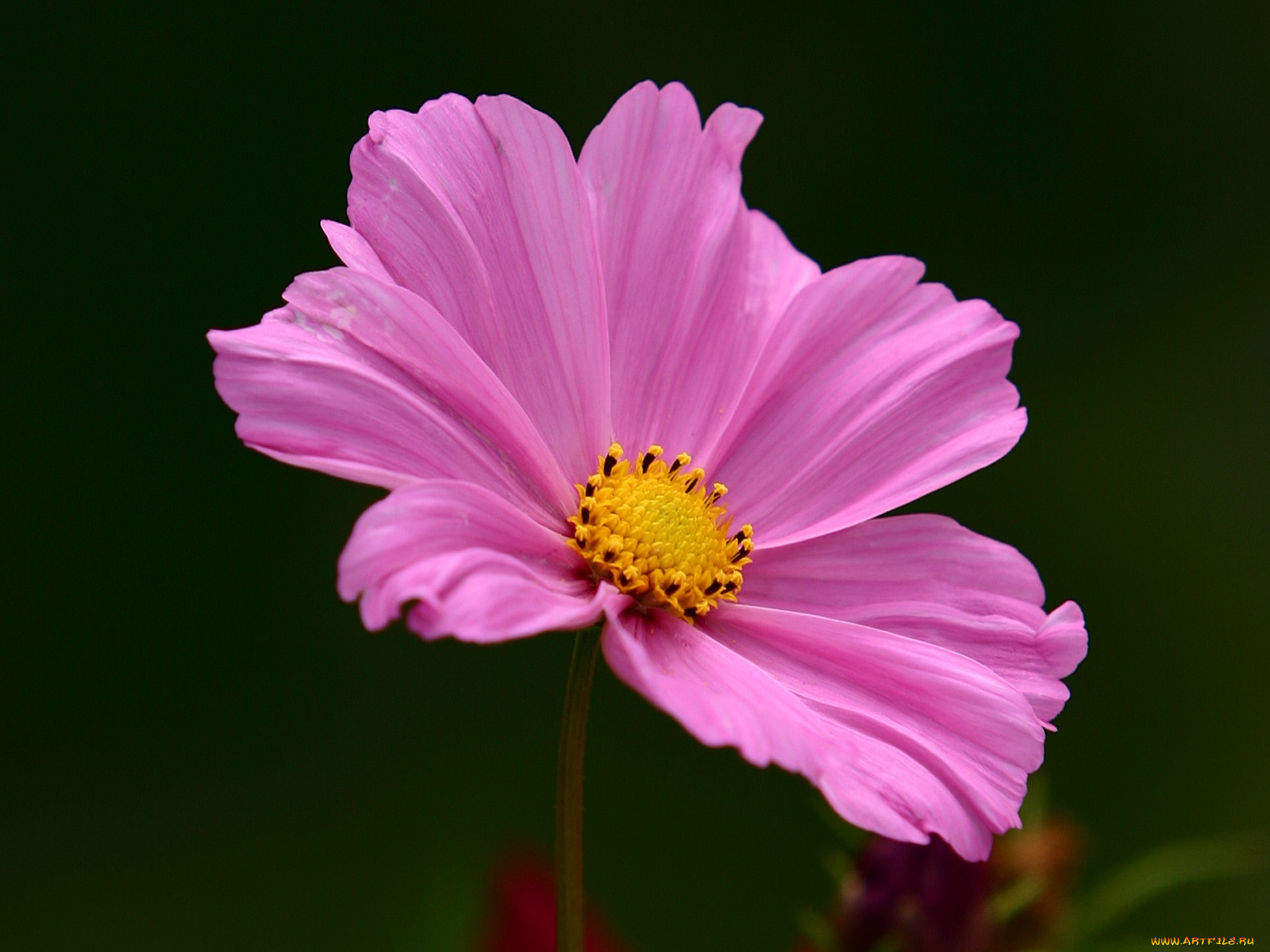 цветы, космея