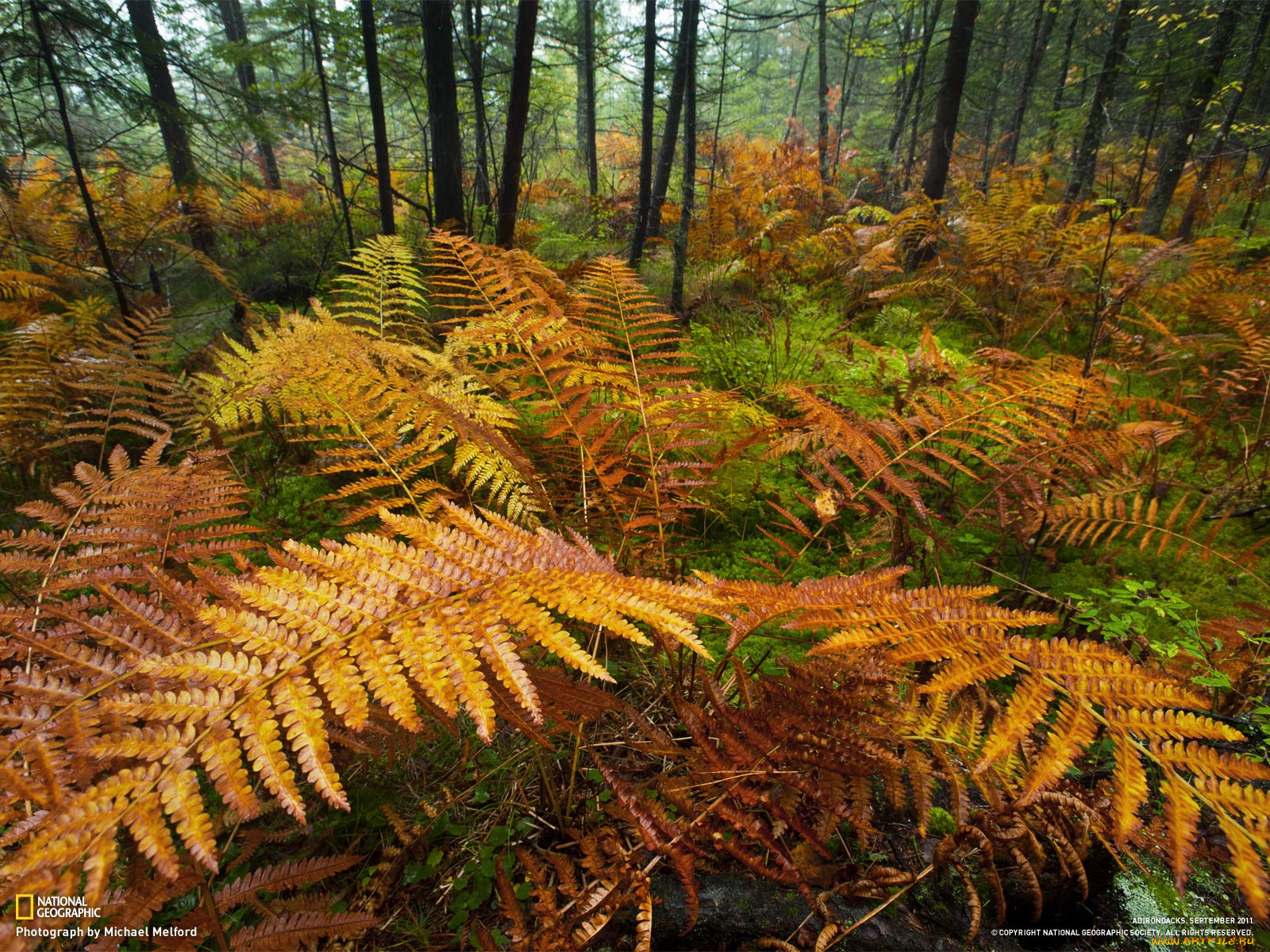 природа, лес, папоротник