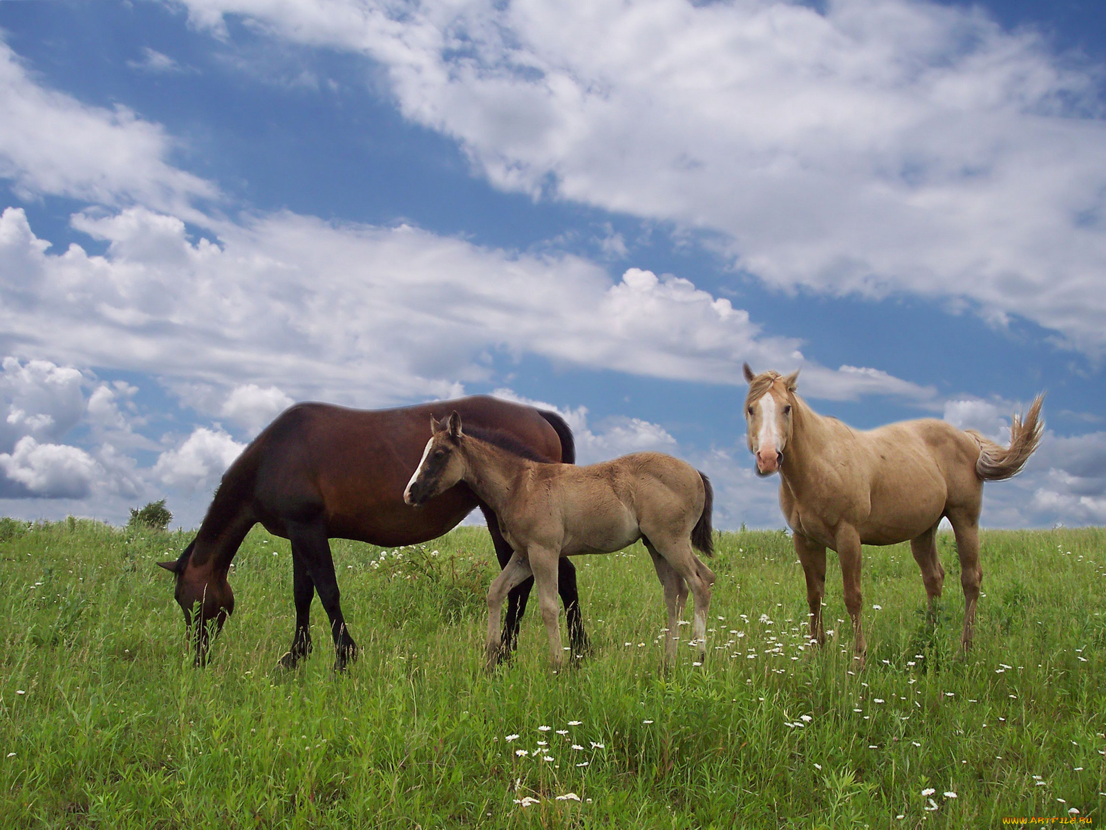 животные, лошади