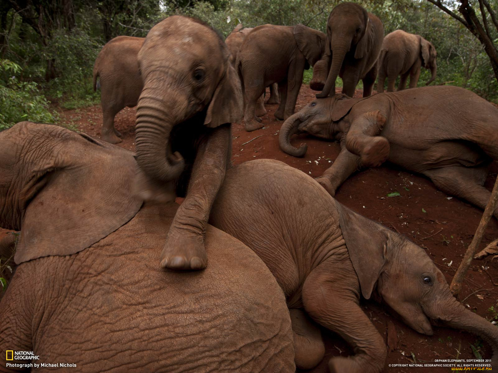 животные, слоны