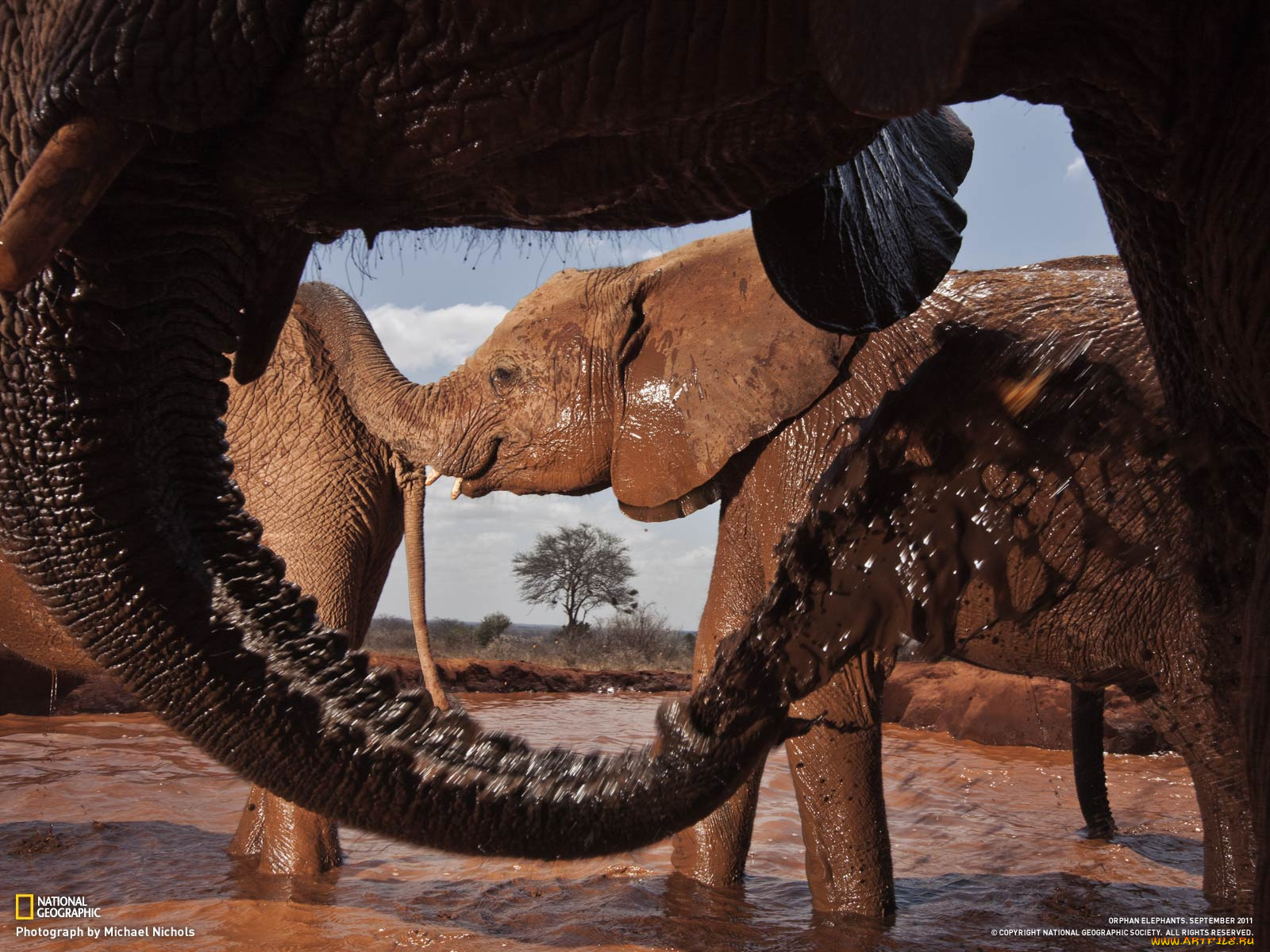 животные, слоны