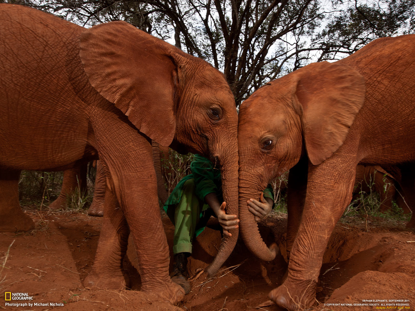 животные, слоны