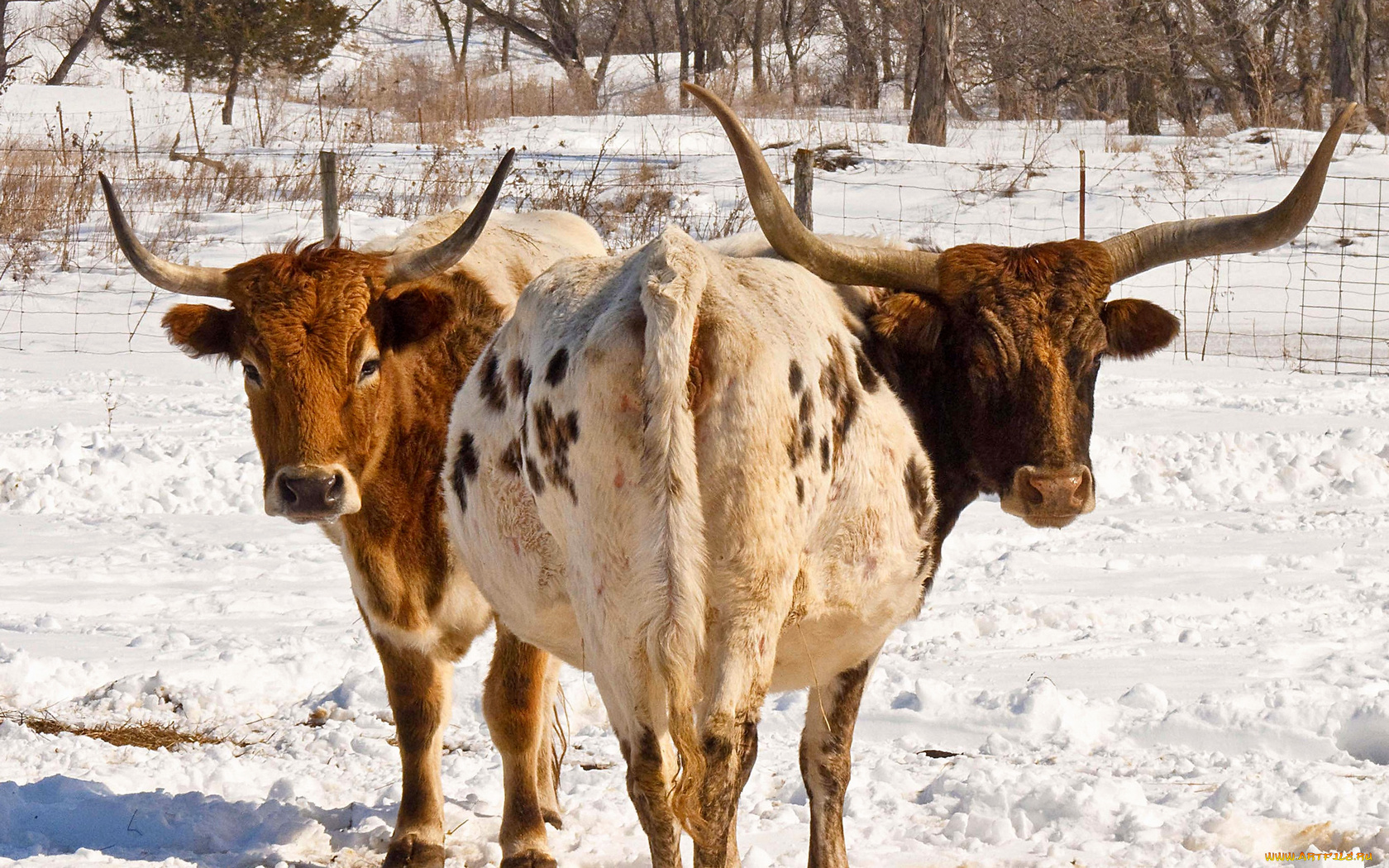 животные, коровы, буйволы