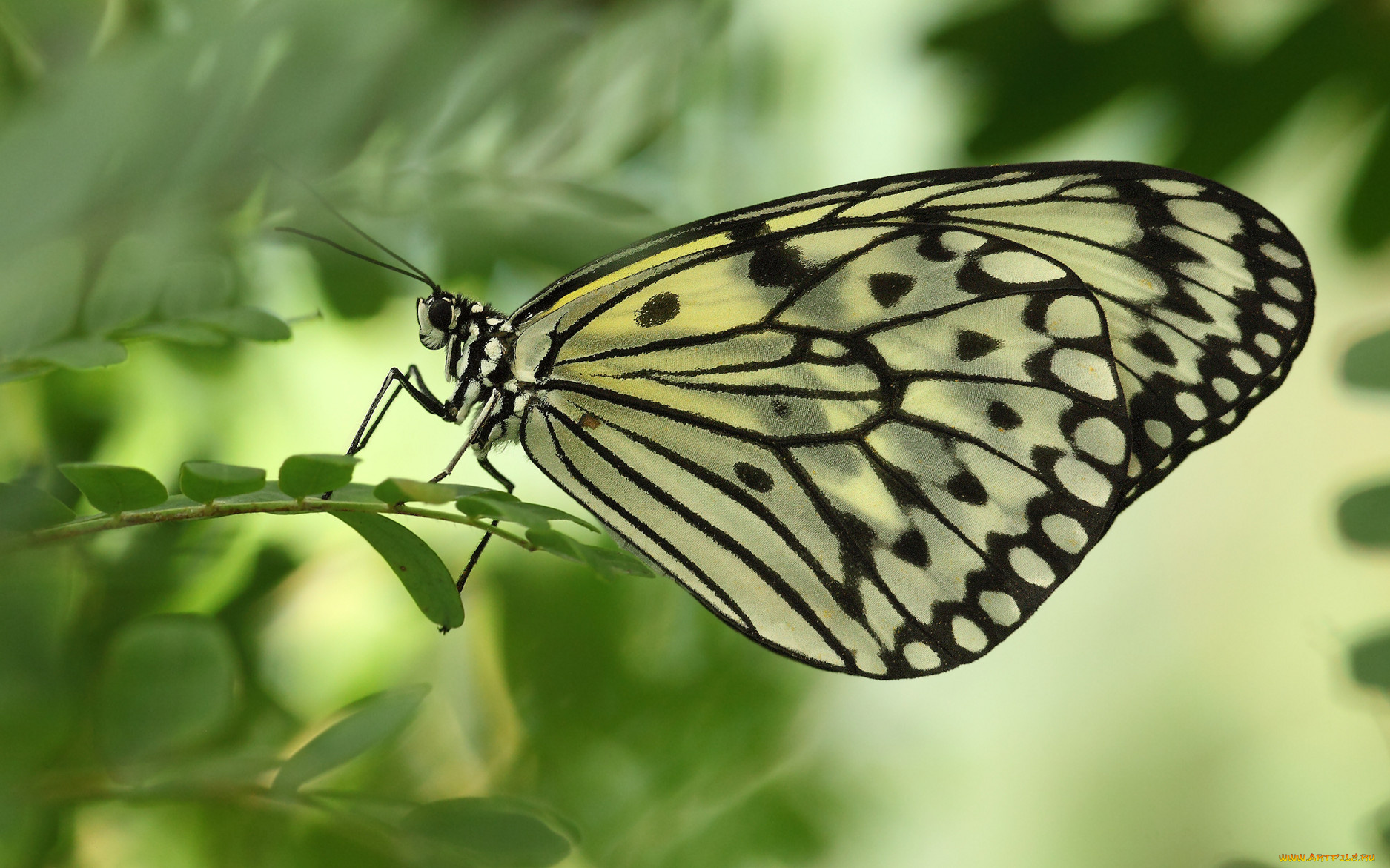 животные, бабочки