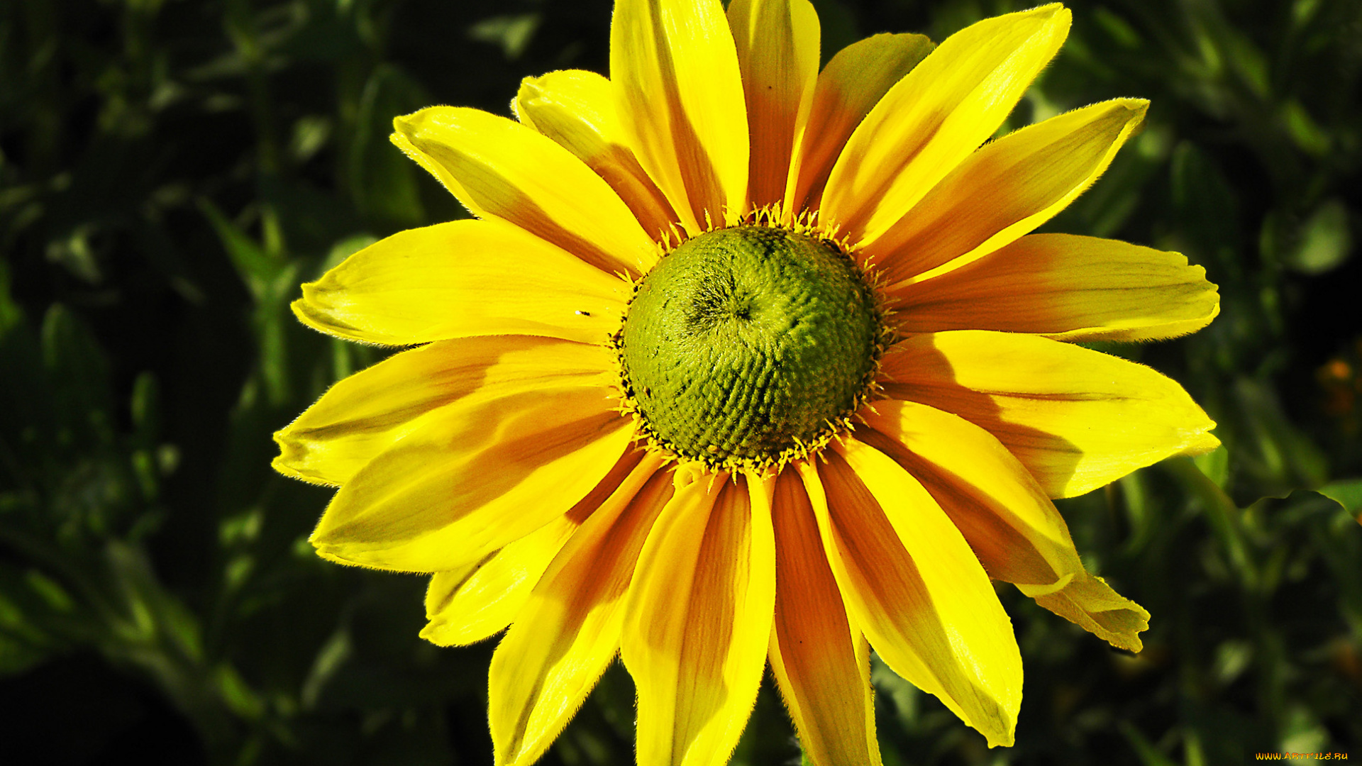 цветы, рудбекия