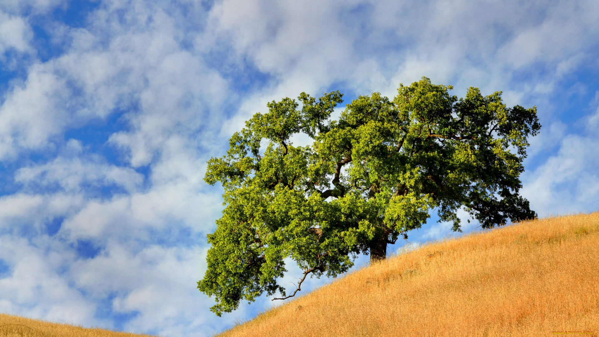 природа, деревья, облака, поле