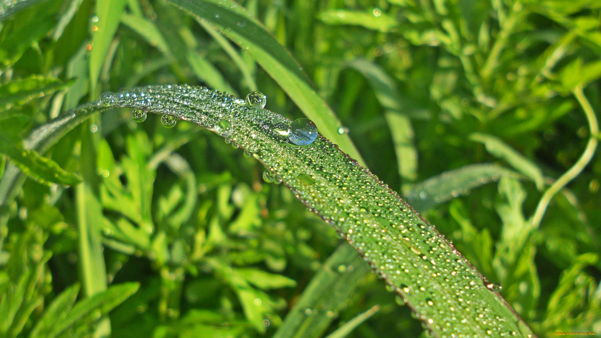 природа, макро, роса, трава, травинка
