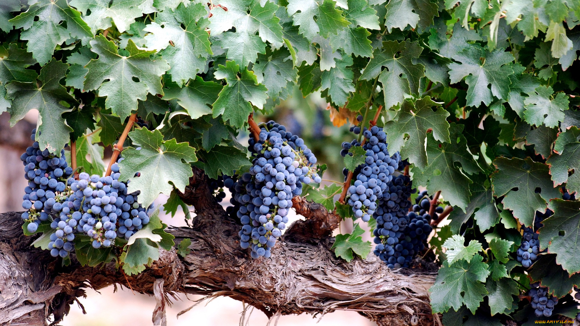 природа, Ягоды, виноград, лоза, синий