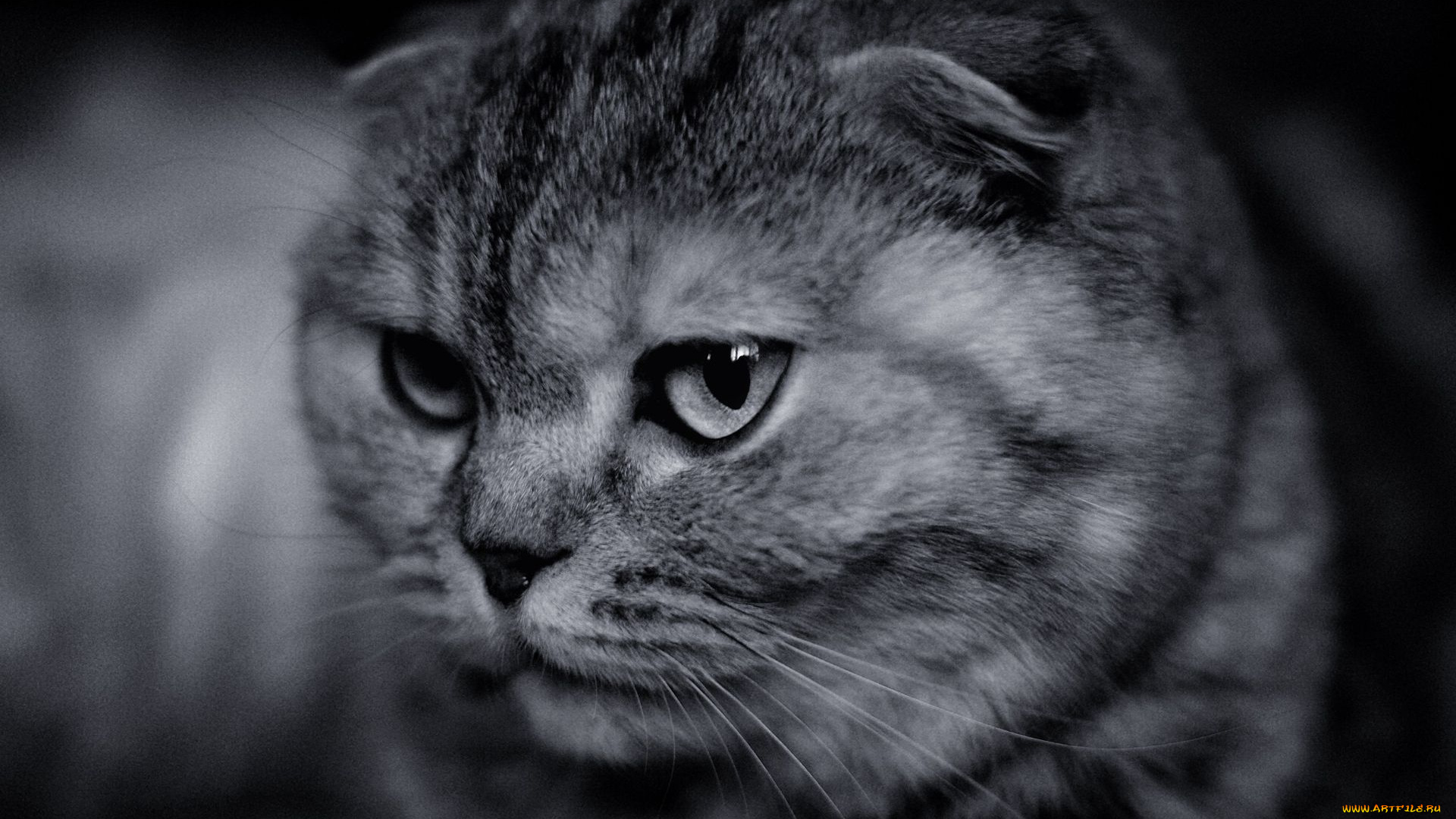 животные, коты, морда