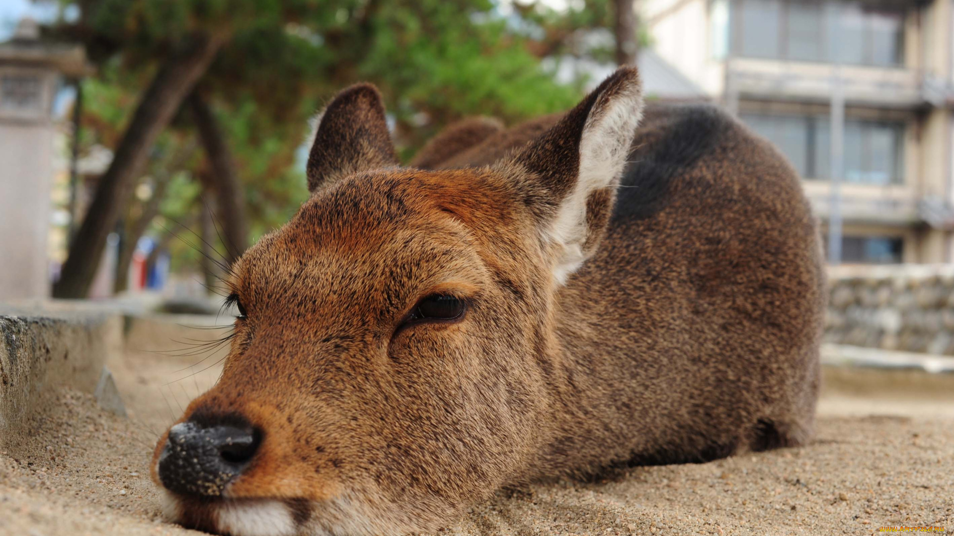животные, олени