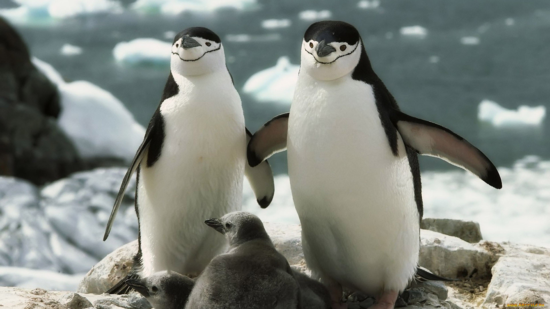 животные, пингвины