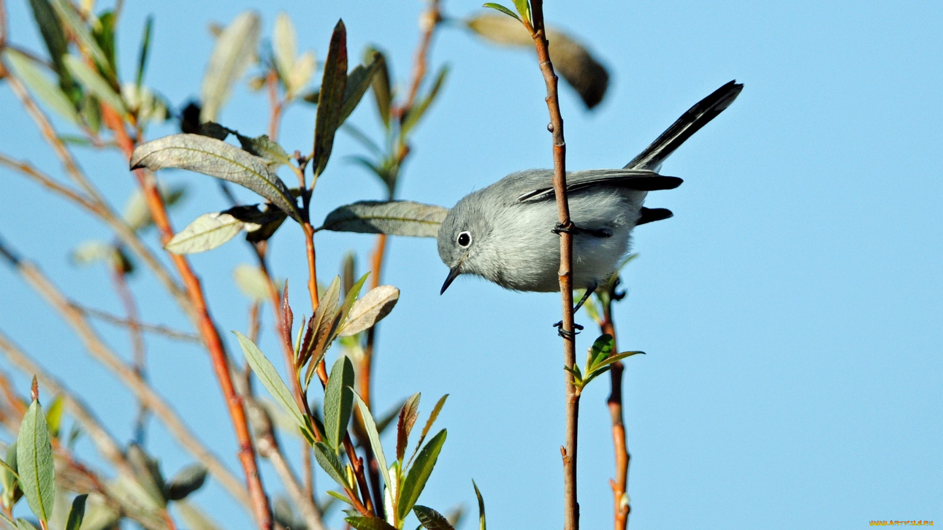 животные, птицы, маленький, ветка, серый