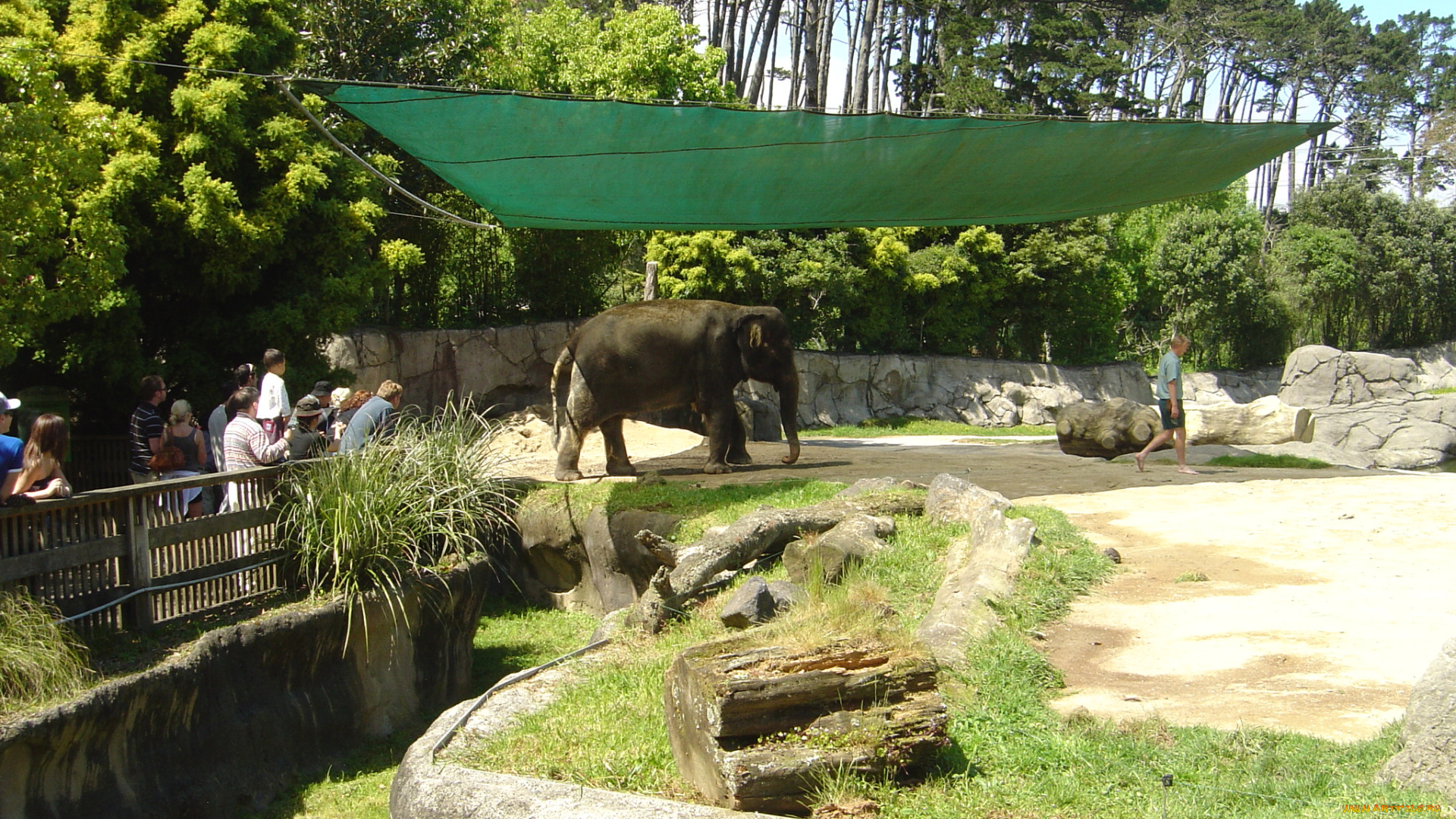 животные, слоны, зоопарк