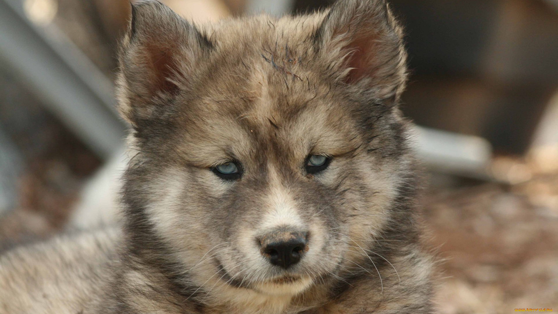 животные, собаки, щенок, пес, хаски