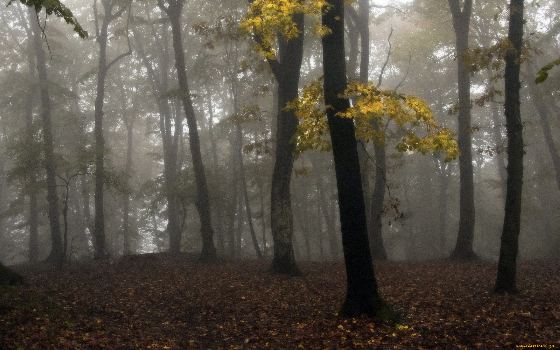 природа, лес, туман