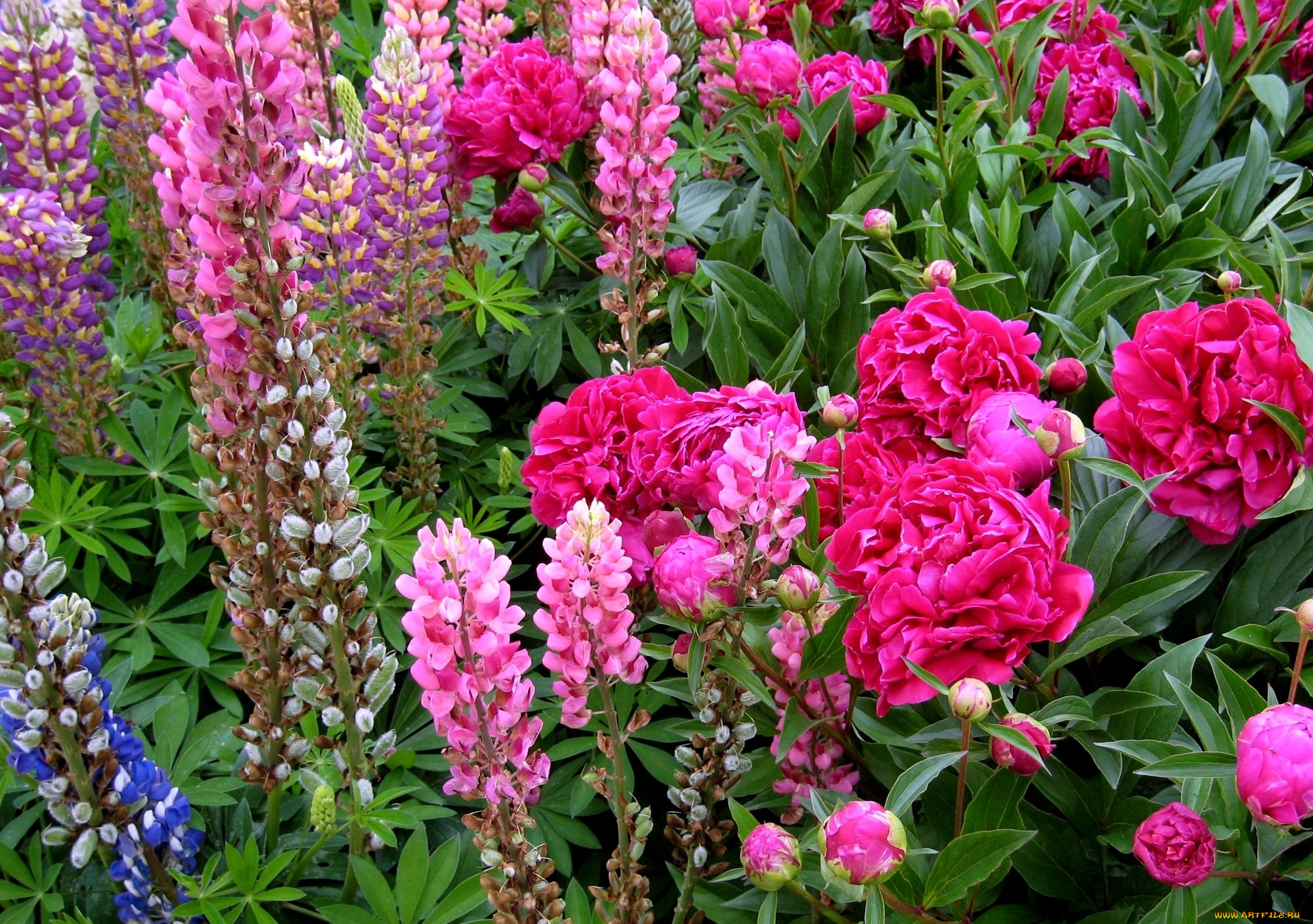 цветы, разные, вместе, люпин, пионы, много