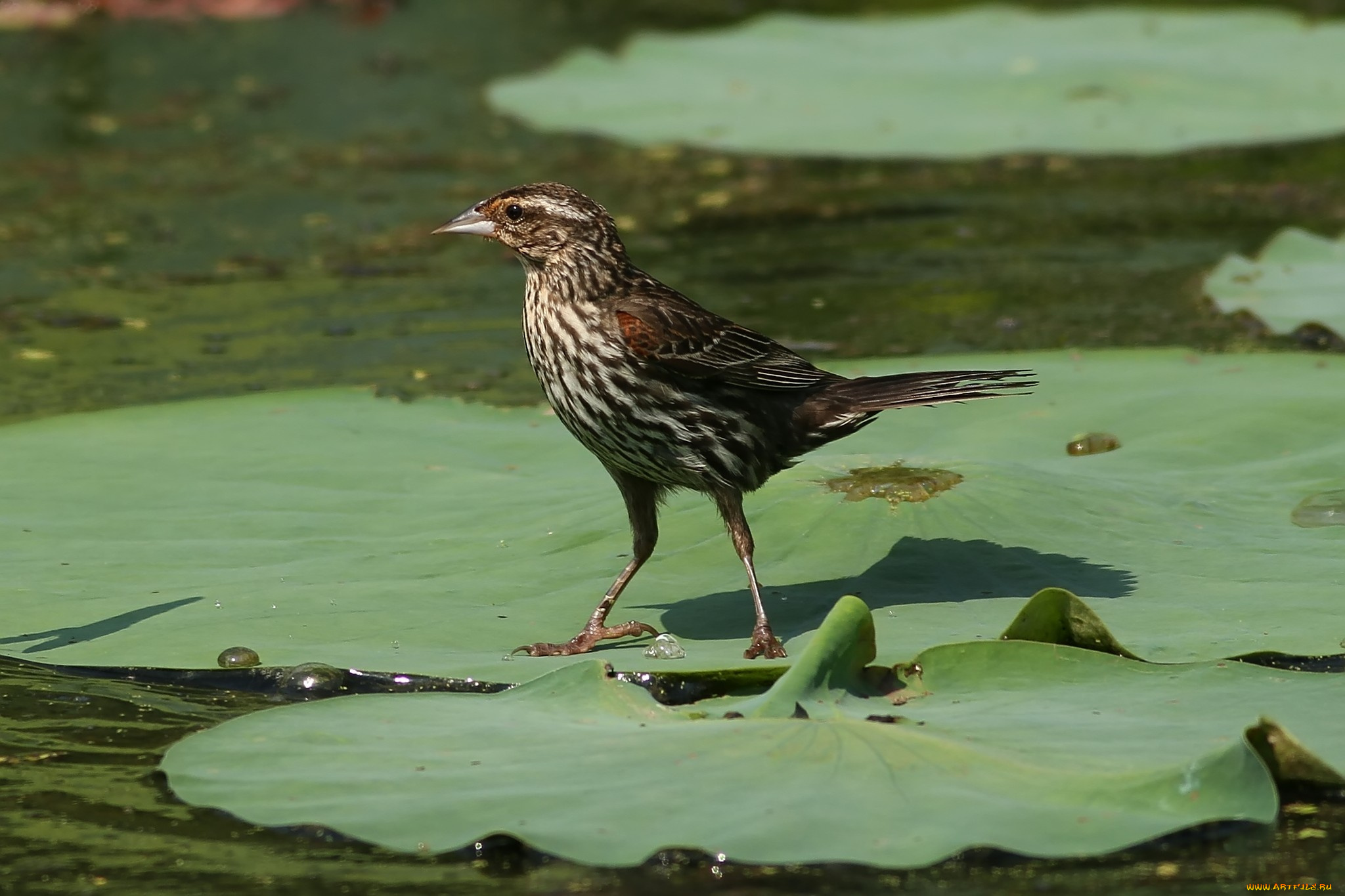 животные, птицы, вода