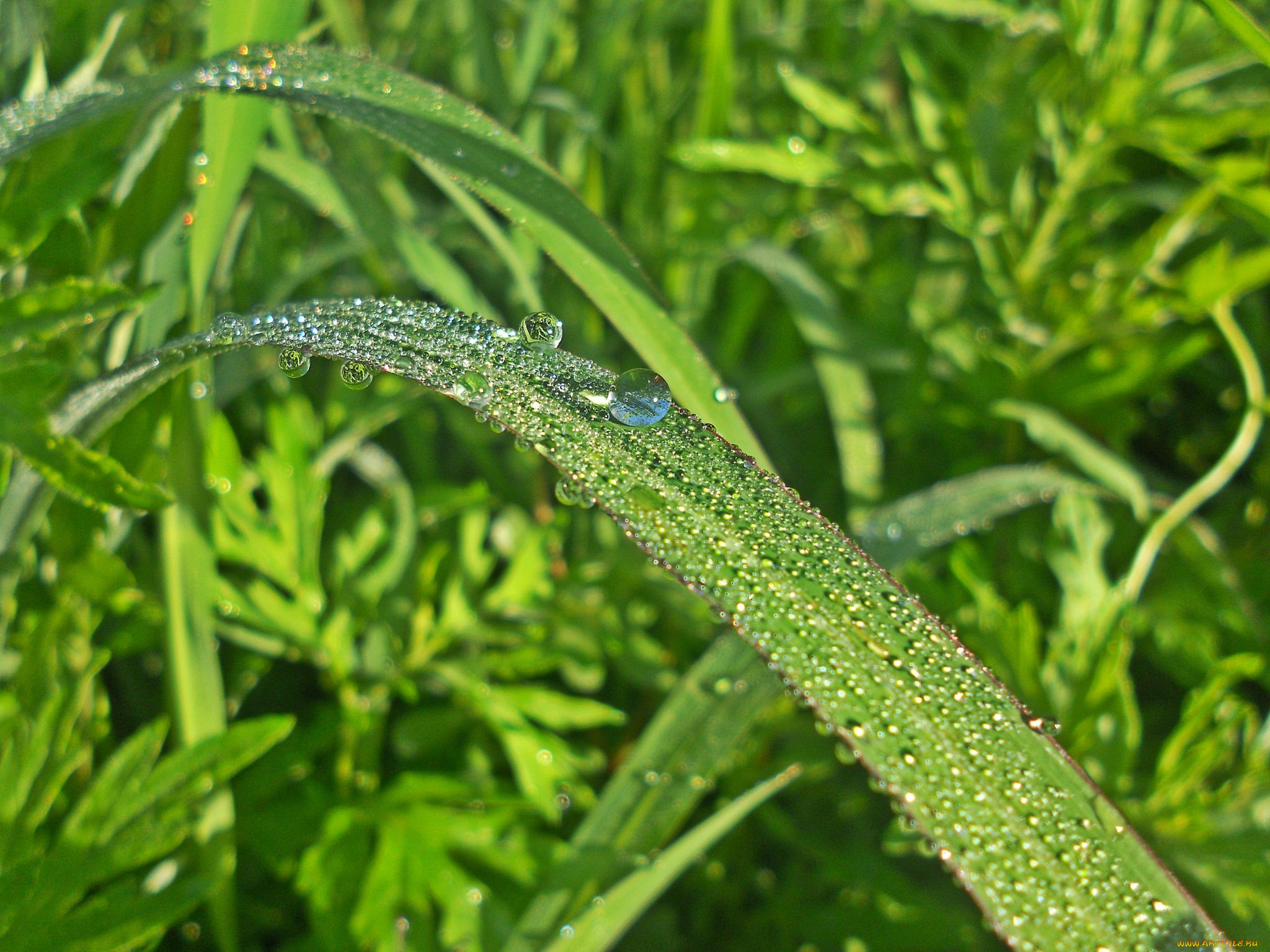 природа, макро, роса, трава, травинка
