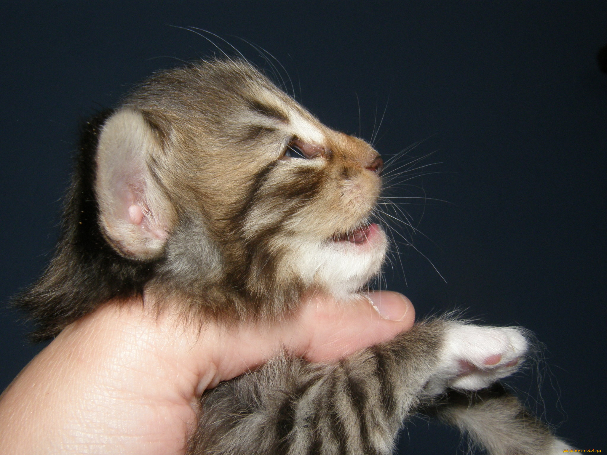 животные, коты, котенок