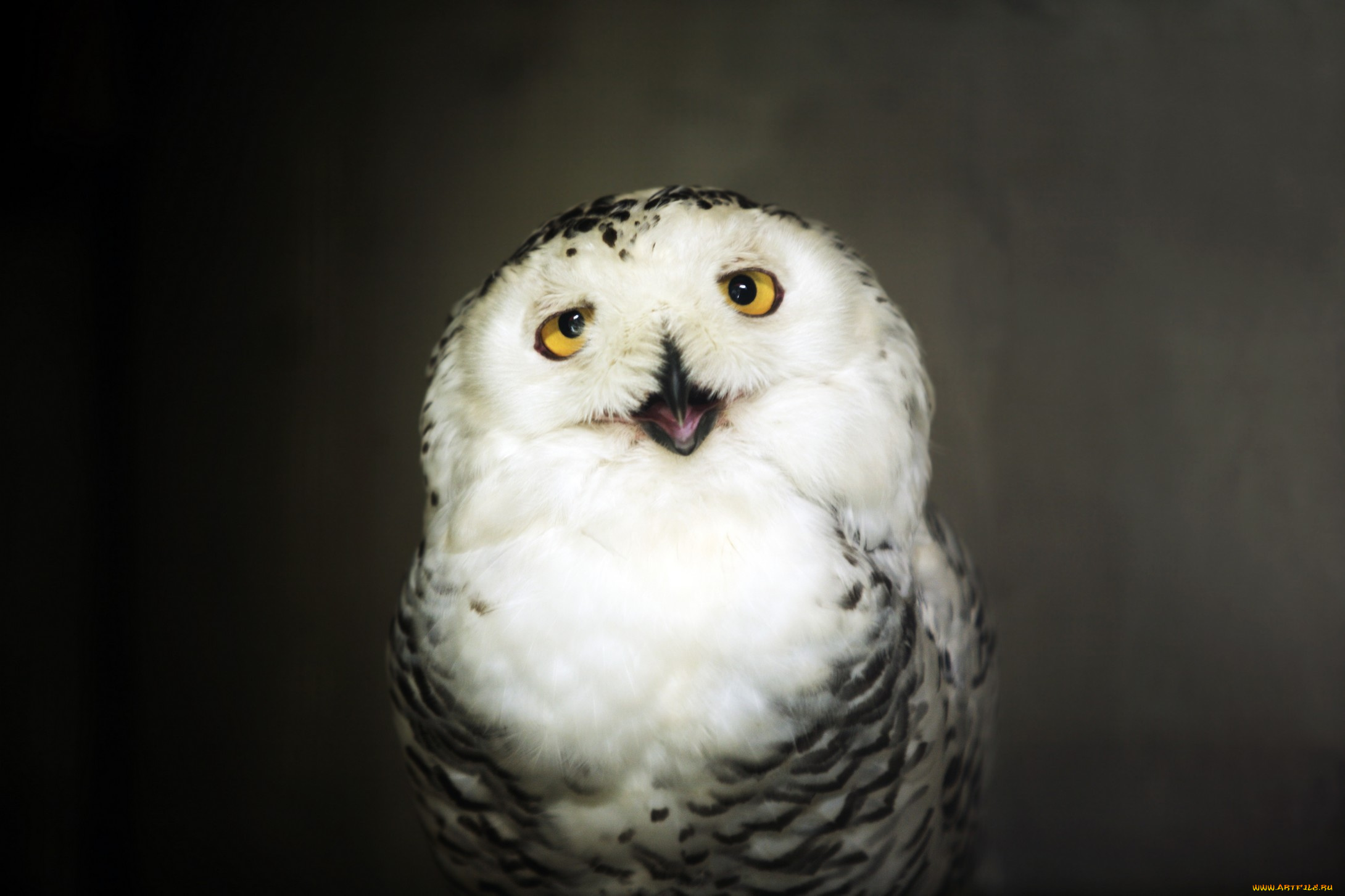 животные, совы, птица