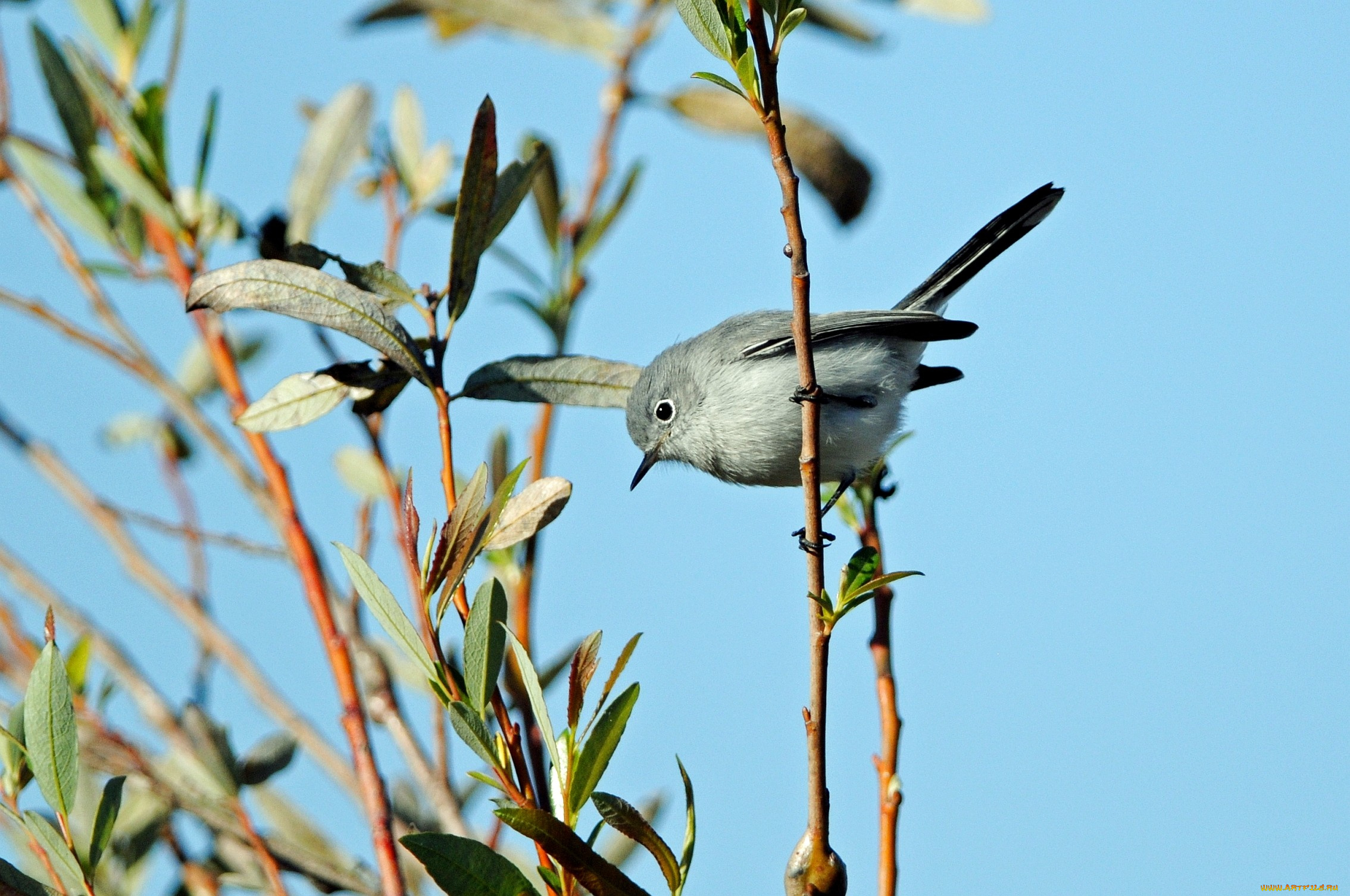 животные, птицы, маленький, ветка, серый