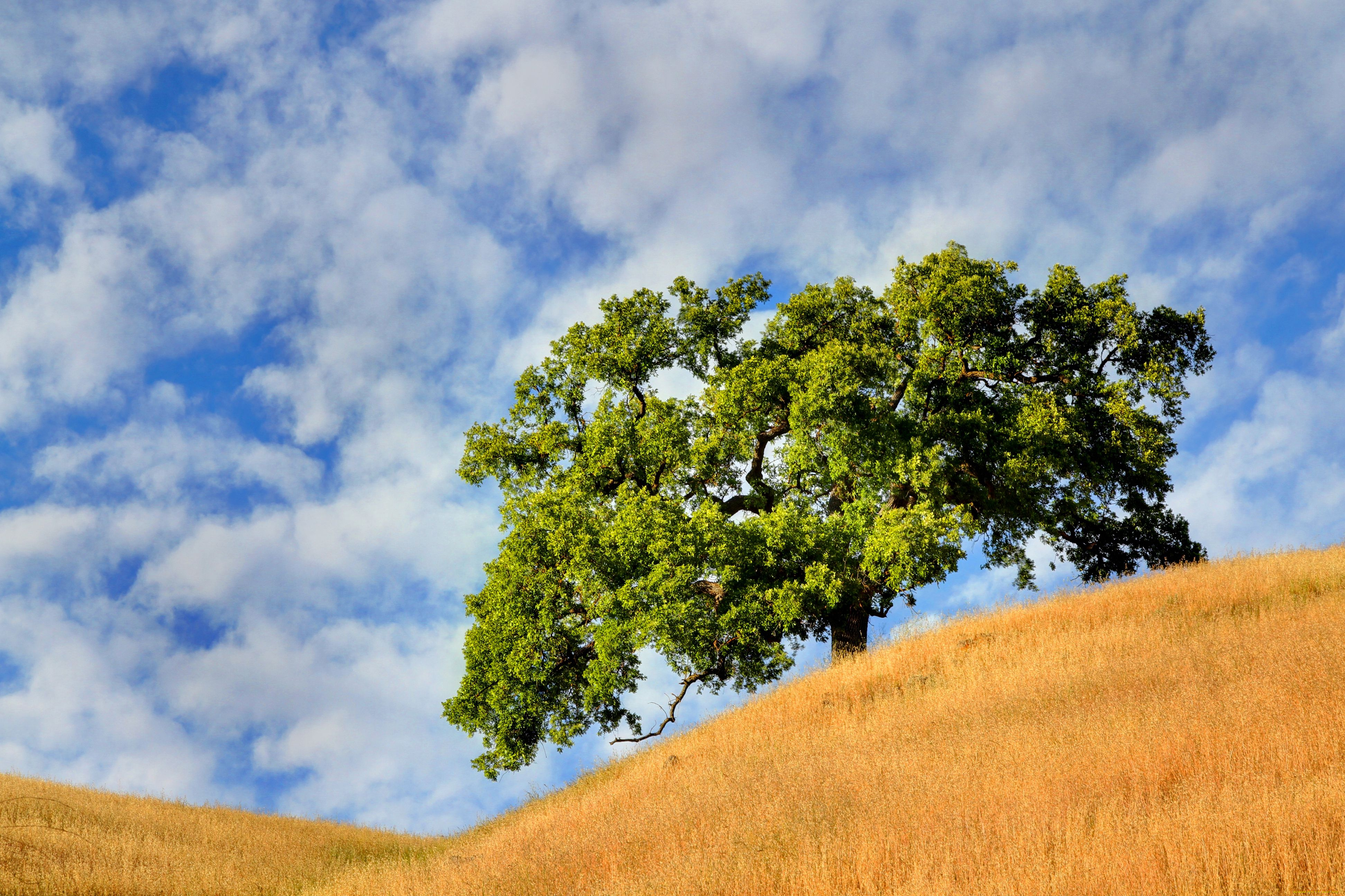 природа, деревья, облака, поле