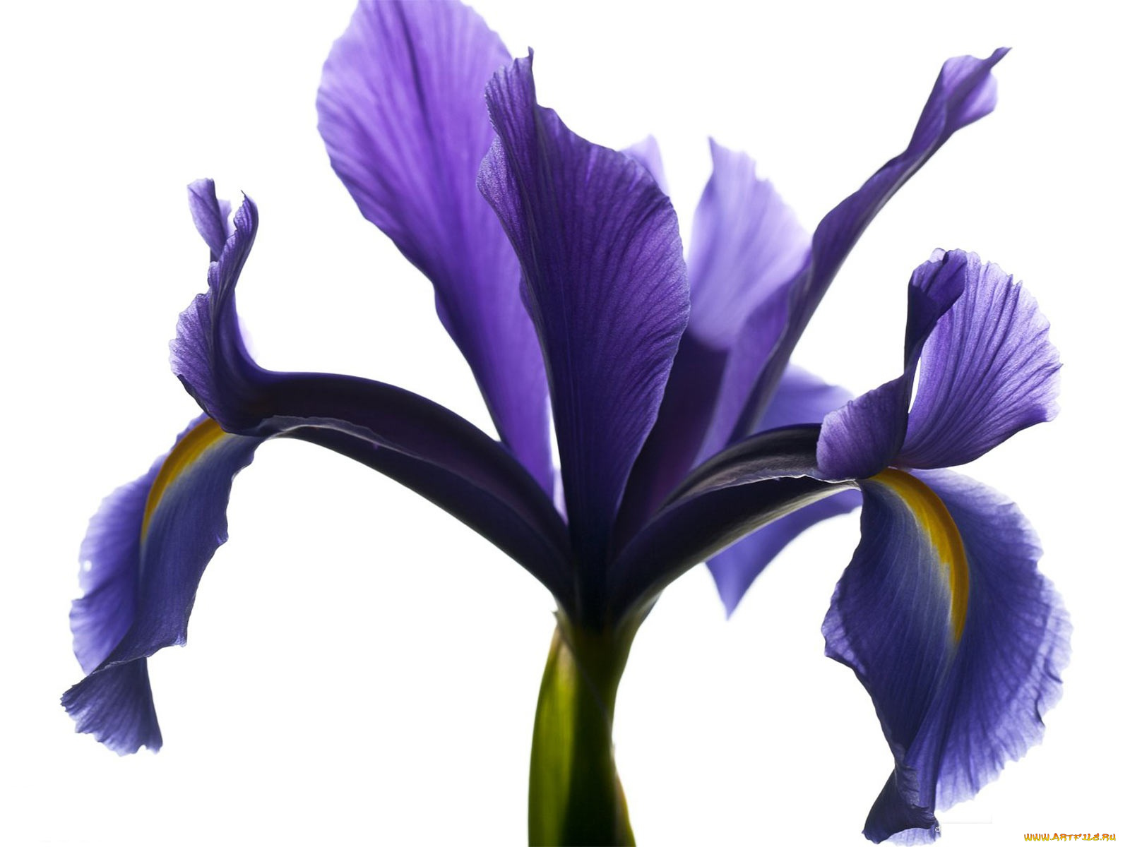 цветы, ирисы, лепеестки