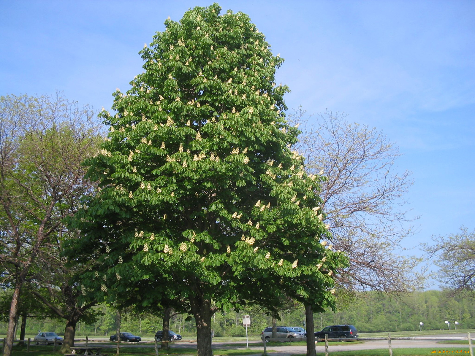 природа, деревья, каштан