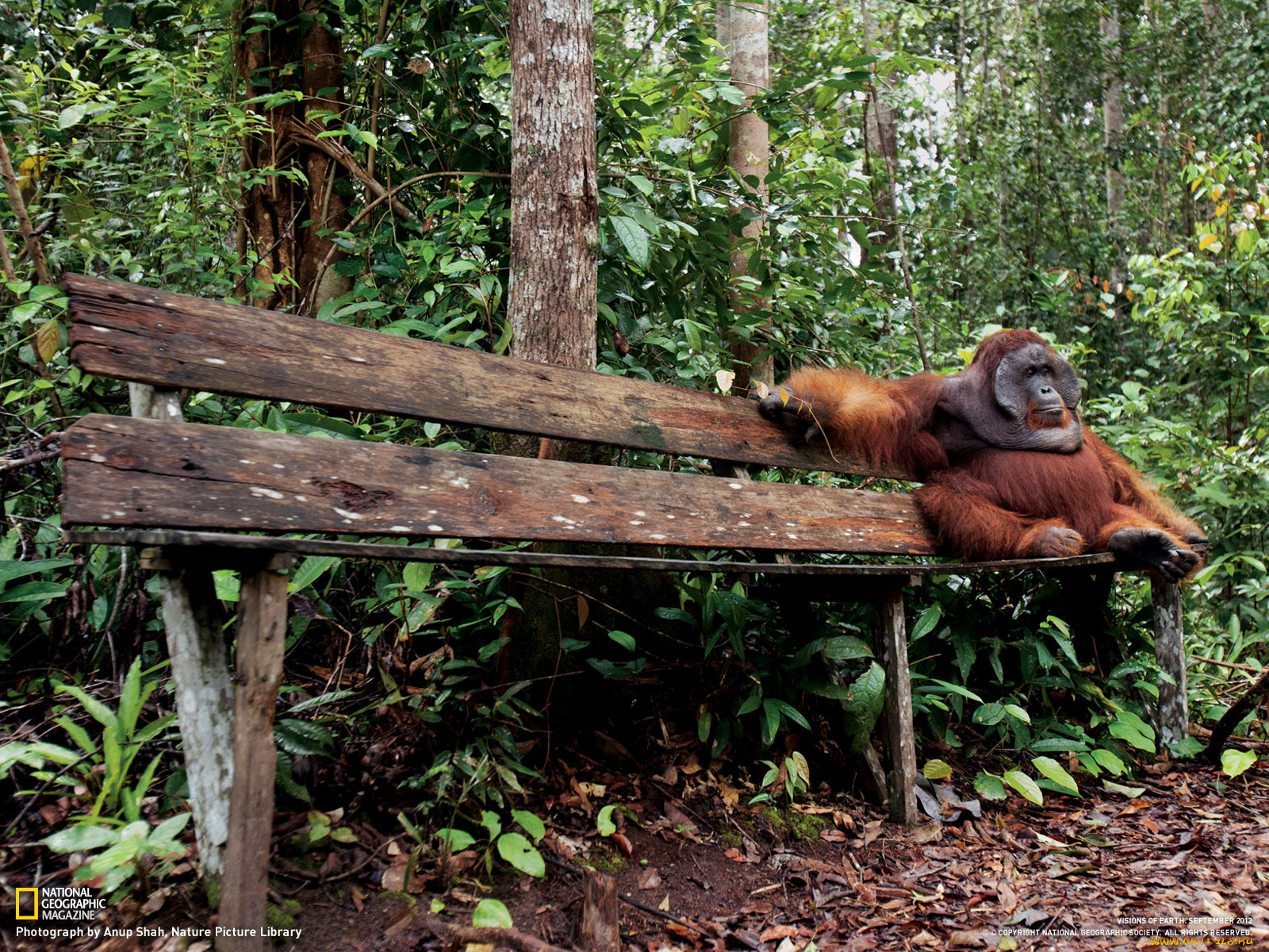 животные, обезьяны, лес, обезьяна