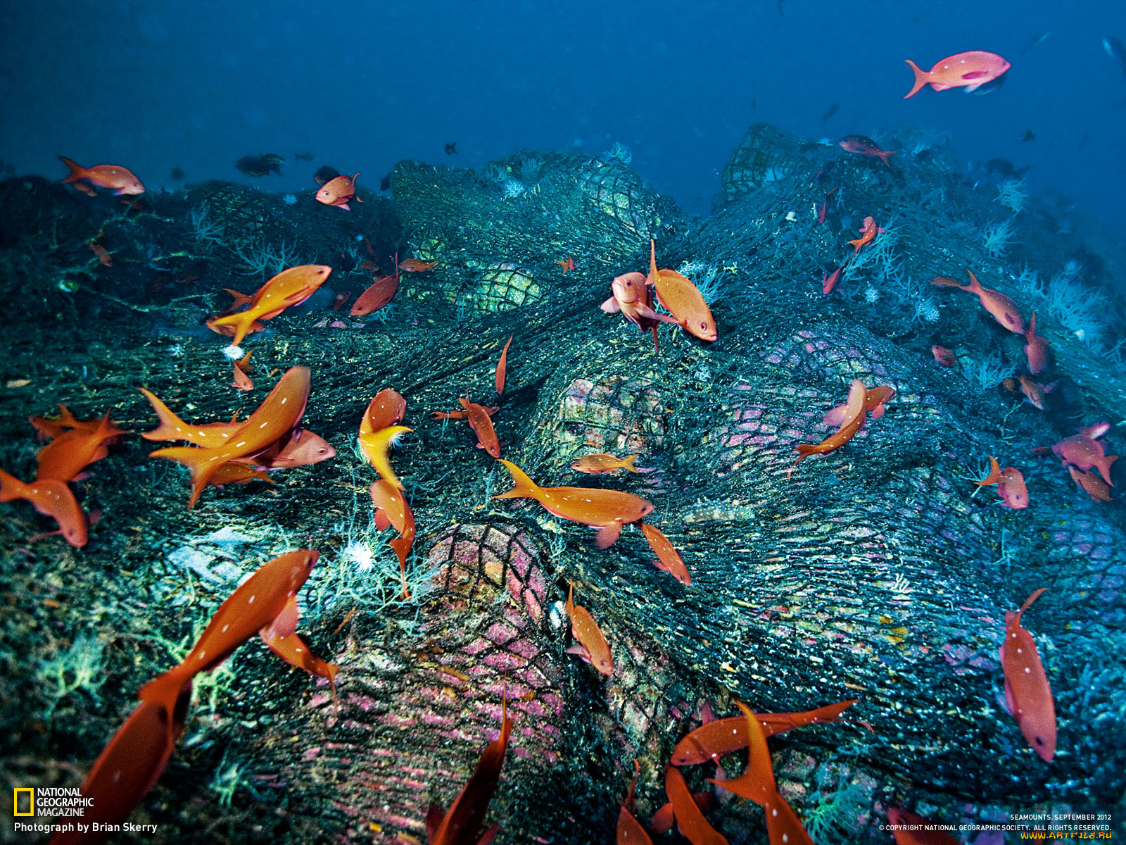 животные, рыбы, водоросли